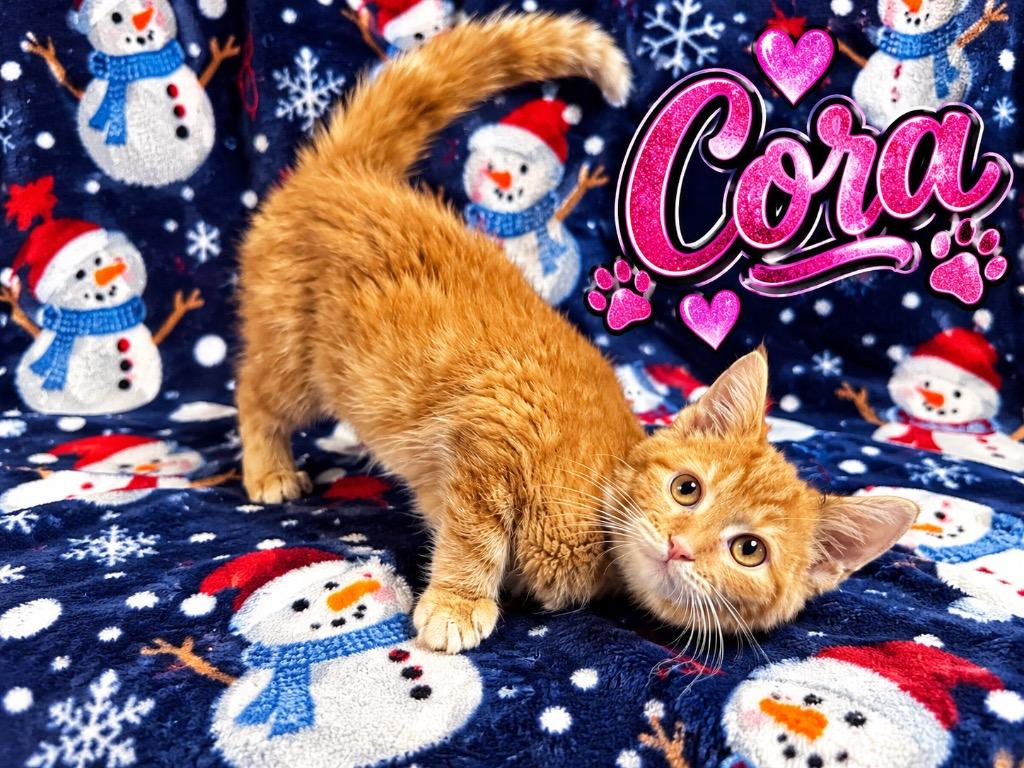Cora, Adopted, Kitten Female Domestic Short Hair.