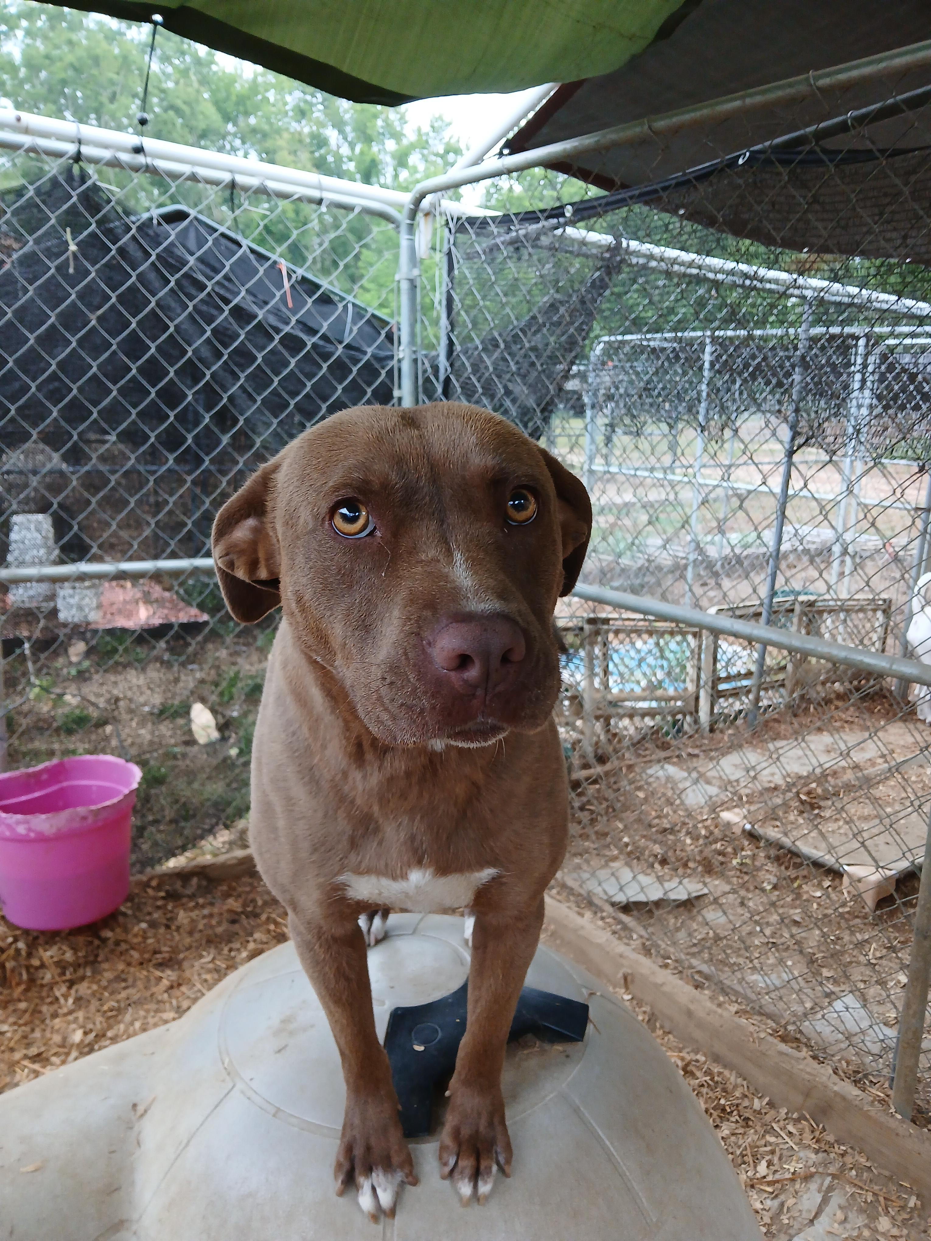 Victoria "Vicky", Young Female Labrador Retriever