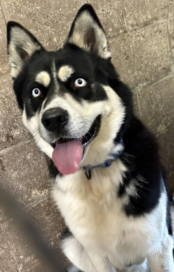 Enlarge Mayhem, a Adoptable mixed breed in Rio Rancho, NM image 1/1