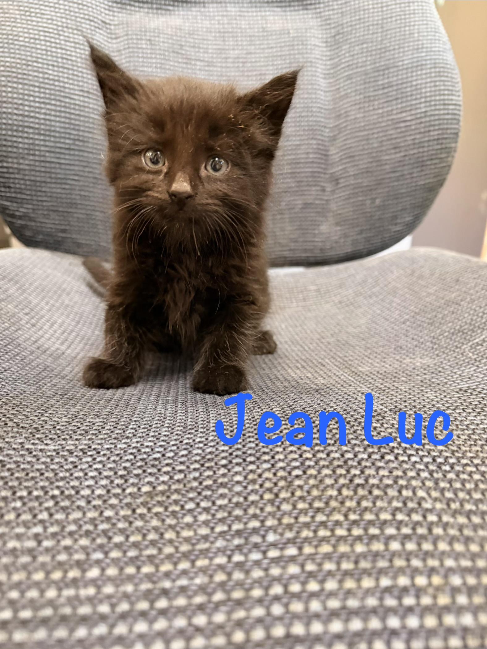 Enlarge Jean Luc, a ADOPTABLE Domestic Long Hair in Crescent City, CA image 1/1