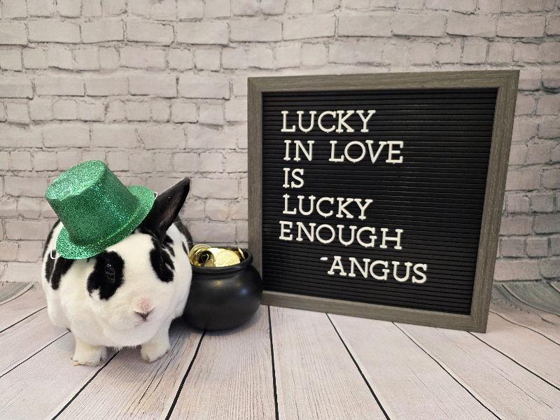 Enlarge Angus, a Adoptable mixed breed in Columbus, OH image 1/2