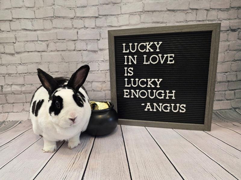 Enlarge Angus, a Adoptable mixed breed in Columbus, OH image 2/2