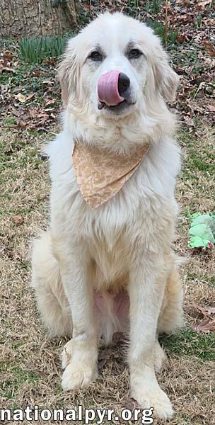 Mellow in VA - Loves Every Person He Meets!