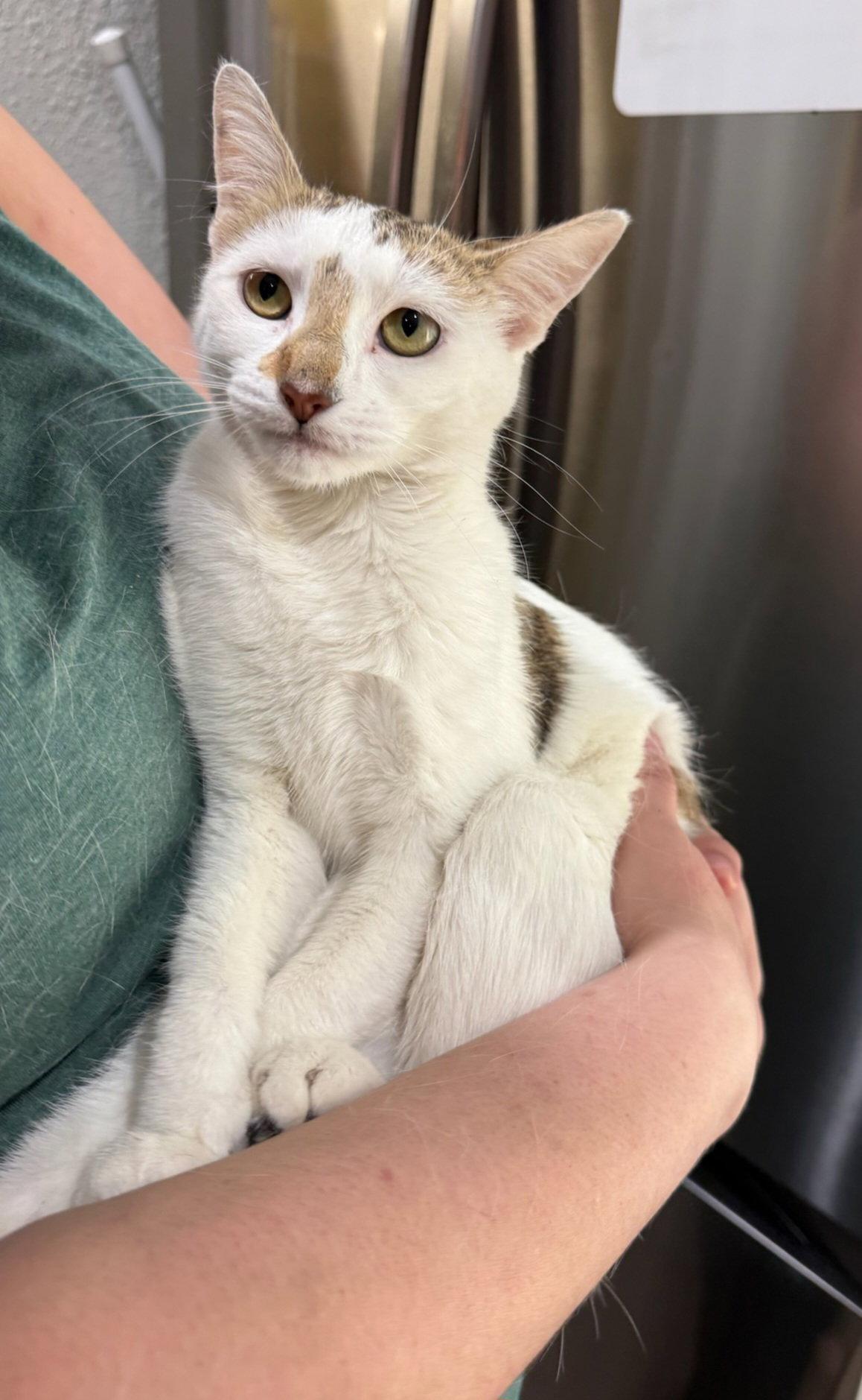 Enlarge MABELL, a Adoptable Domestic Medium Hair in San Antonio, TX image 2/2