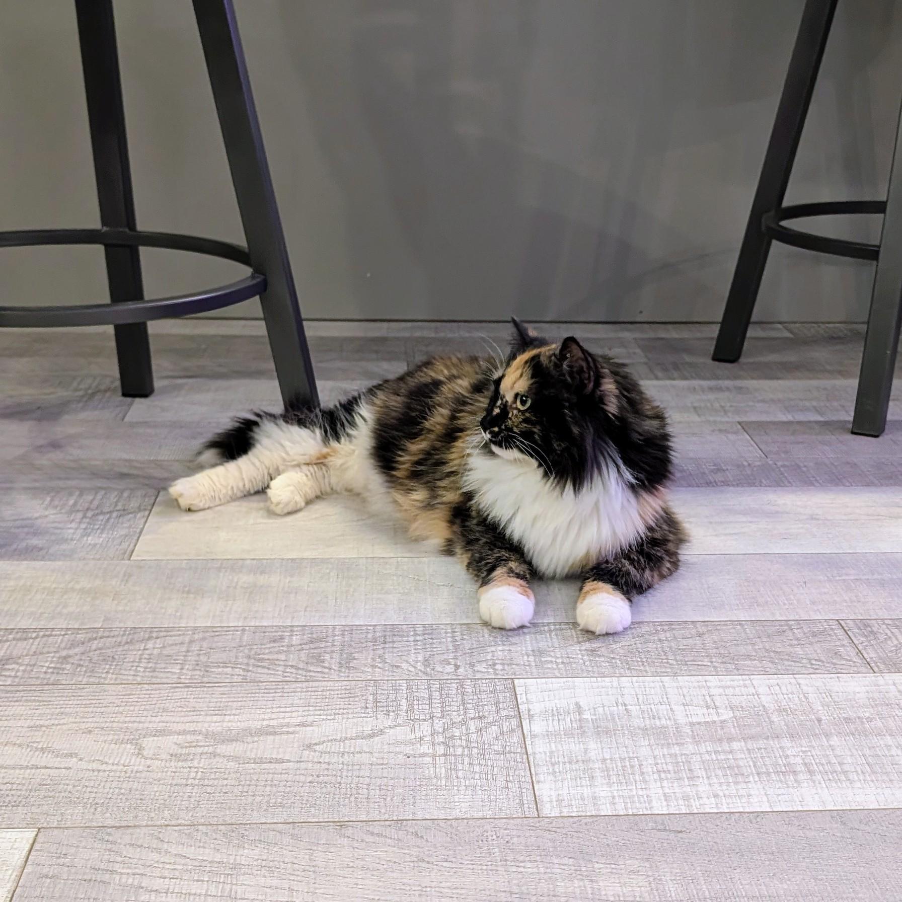 Enlarge Beauty, an adopted Domestic Long Hair in Leesburg, VA image 2/3