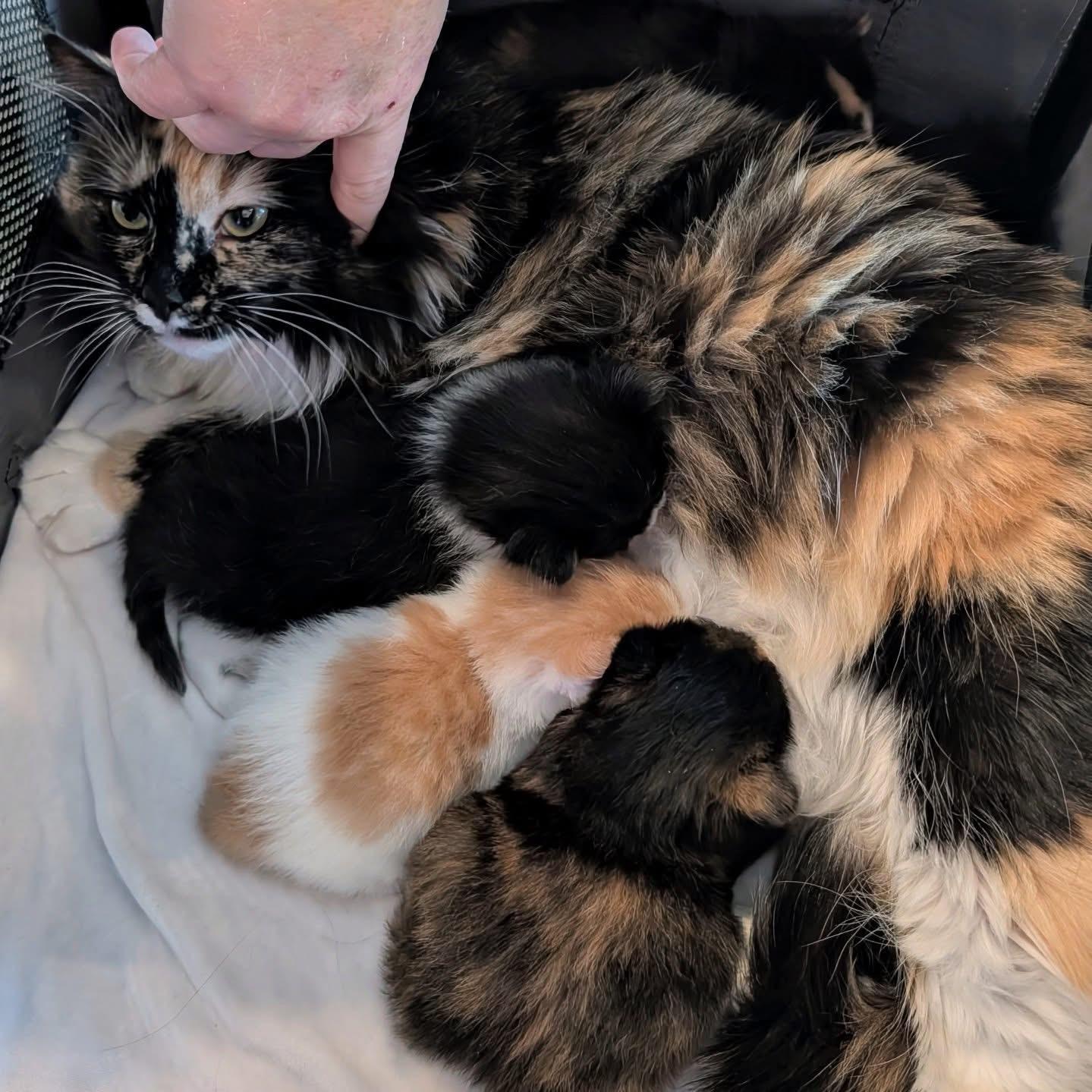 Enlarge Beauty, an adopted Domestic Long Hair in Leesburg, VA image 3/3