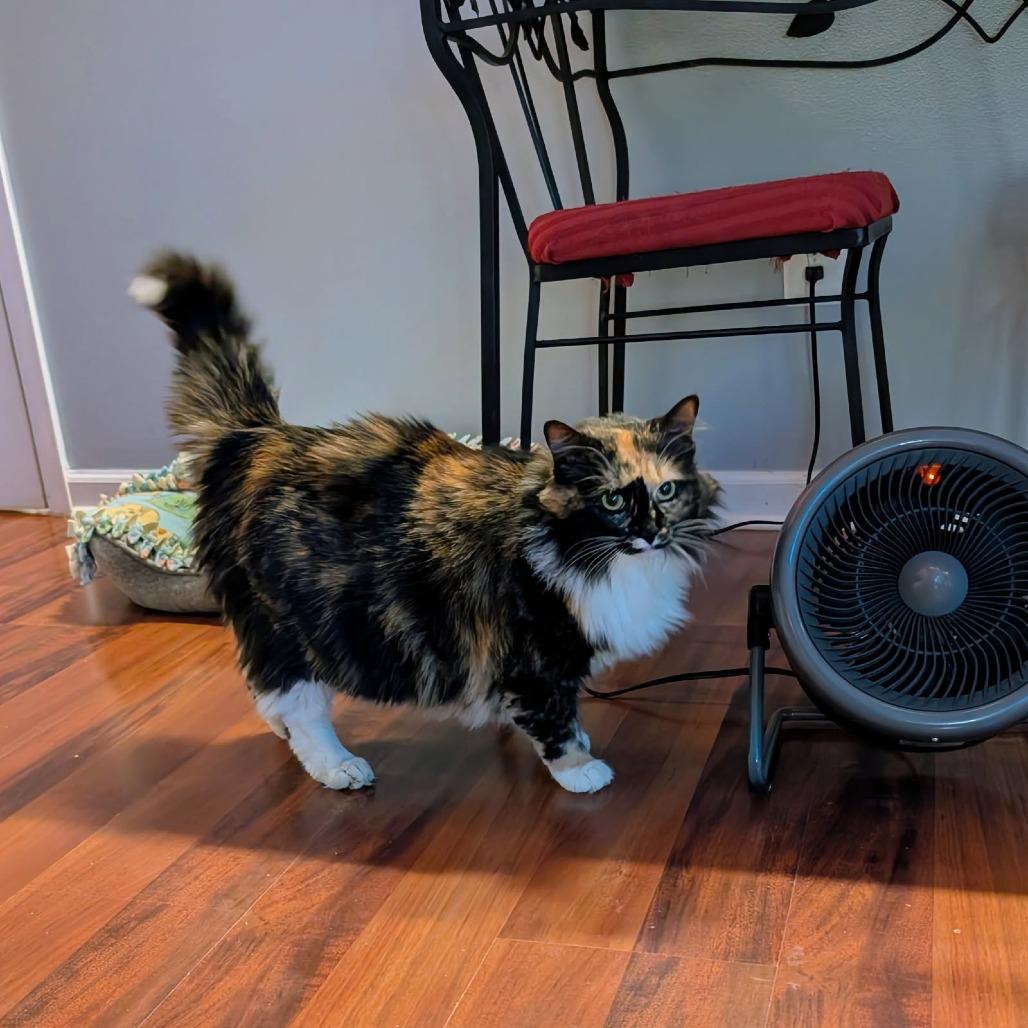 Enlarge Beauty, an adopted Domestic Long Hair in Leesburg, VA image 1/3