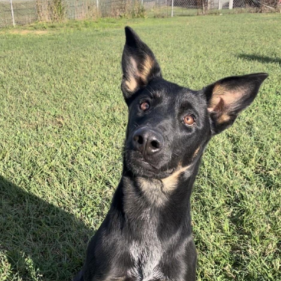 Saffron, a ADOPTABLE mixed breed in Cedarburg, WI image 2/4