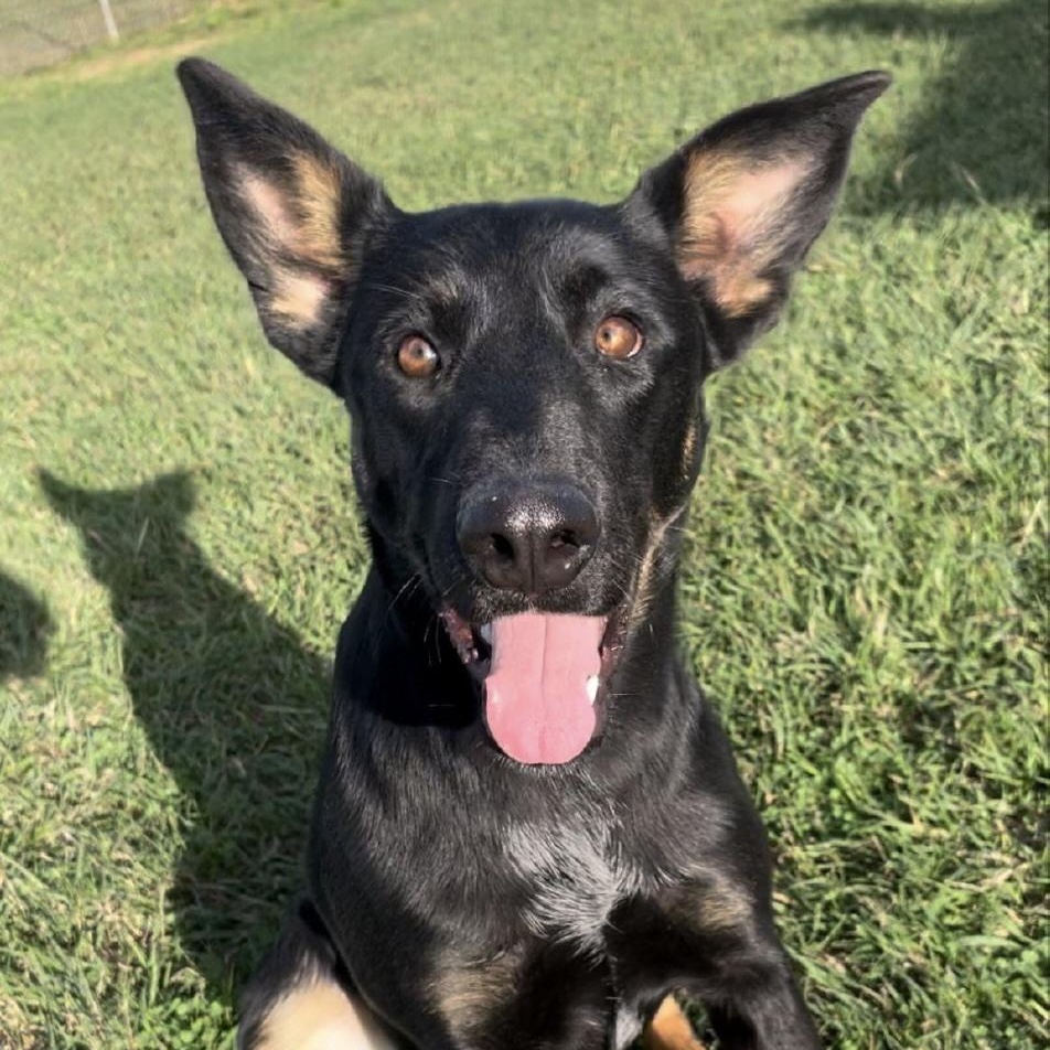 Saffron, ADOPTABLE, Young Female German Shepherd Dog & Mixed Breed.