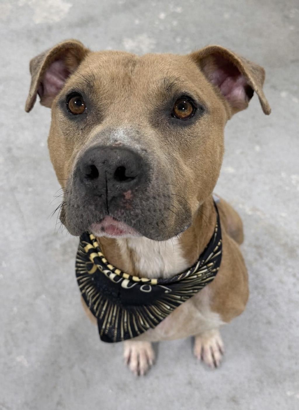 Butterbean, a ADOPTABLE mixed breed in Lancaster, SC image 1/6