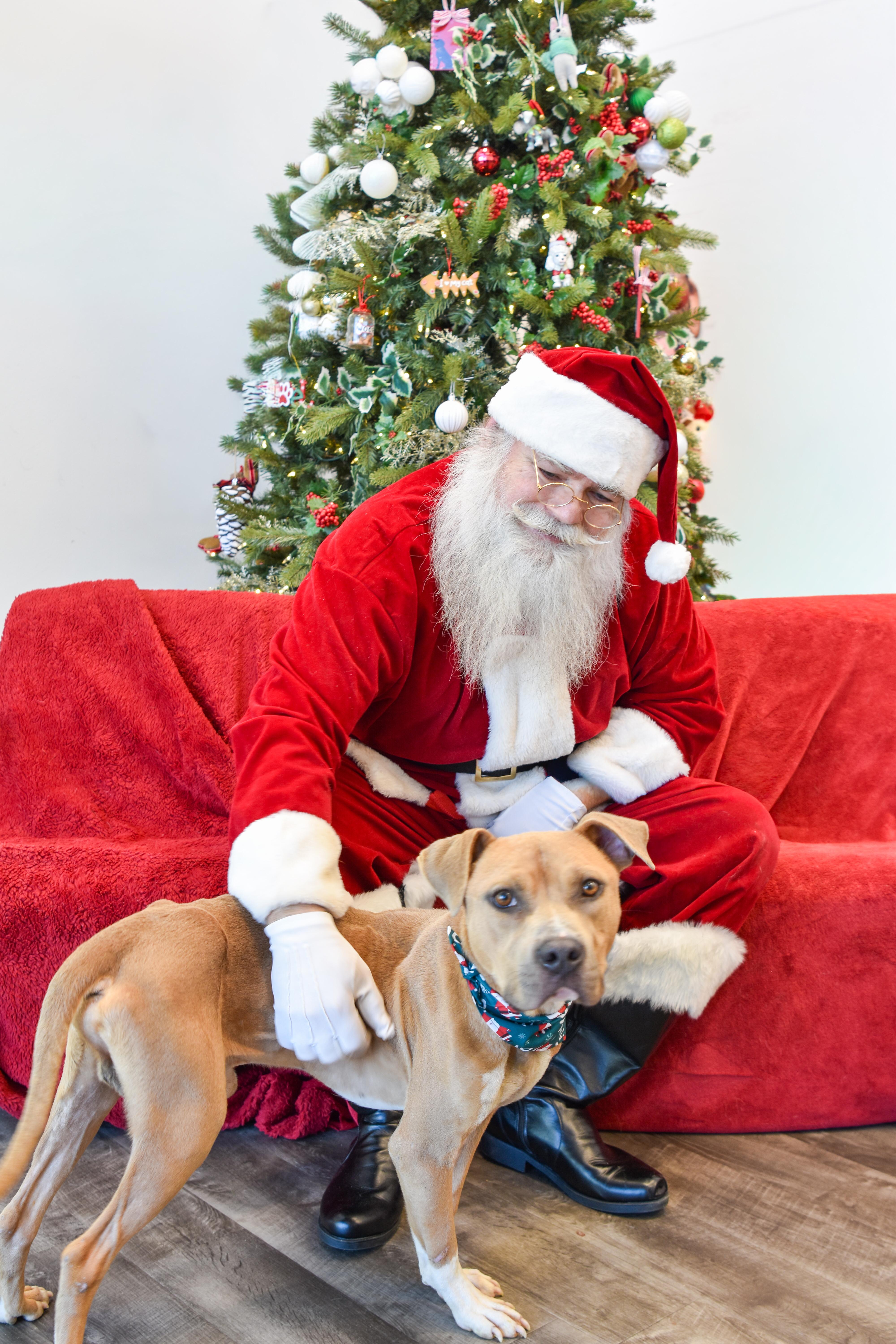 Butterbean, ADOPTABLE, Adult Male Terrier.