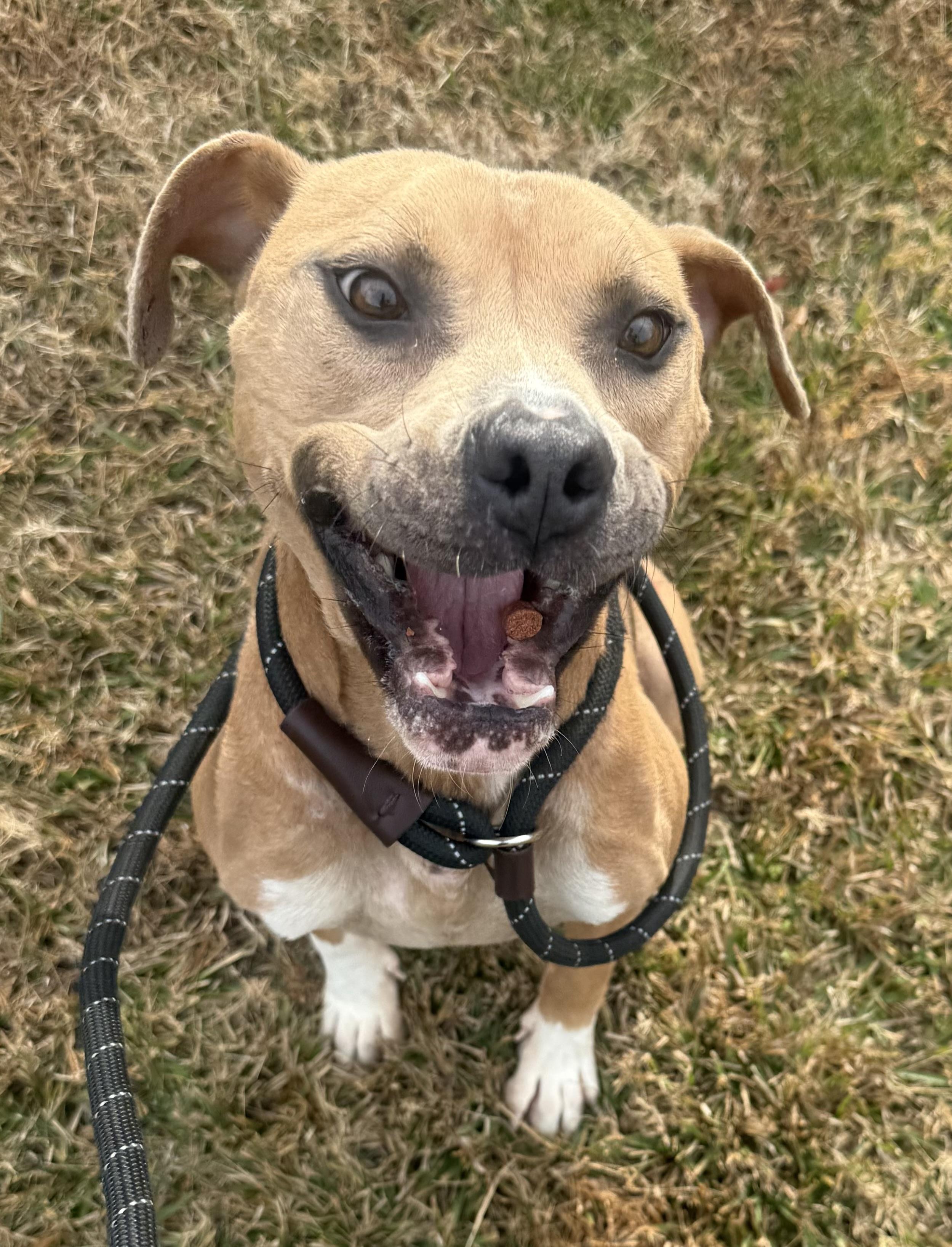 Butterbean, a ADOPTABLE mixed breed in Lancaster, SC image 3/6