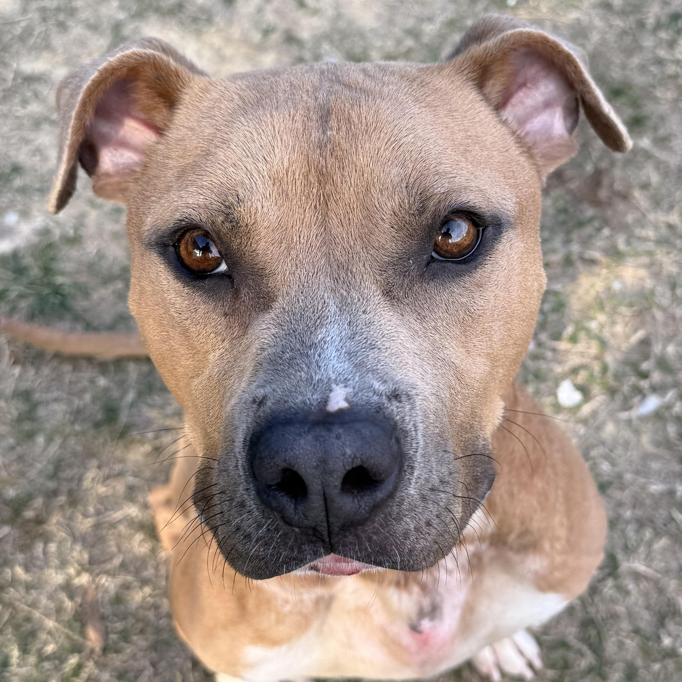 Butterbean, a ADOPTABLE mixed breed in Lancaster, SC image 4/6