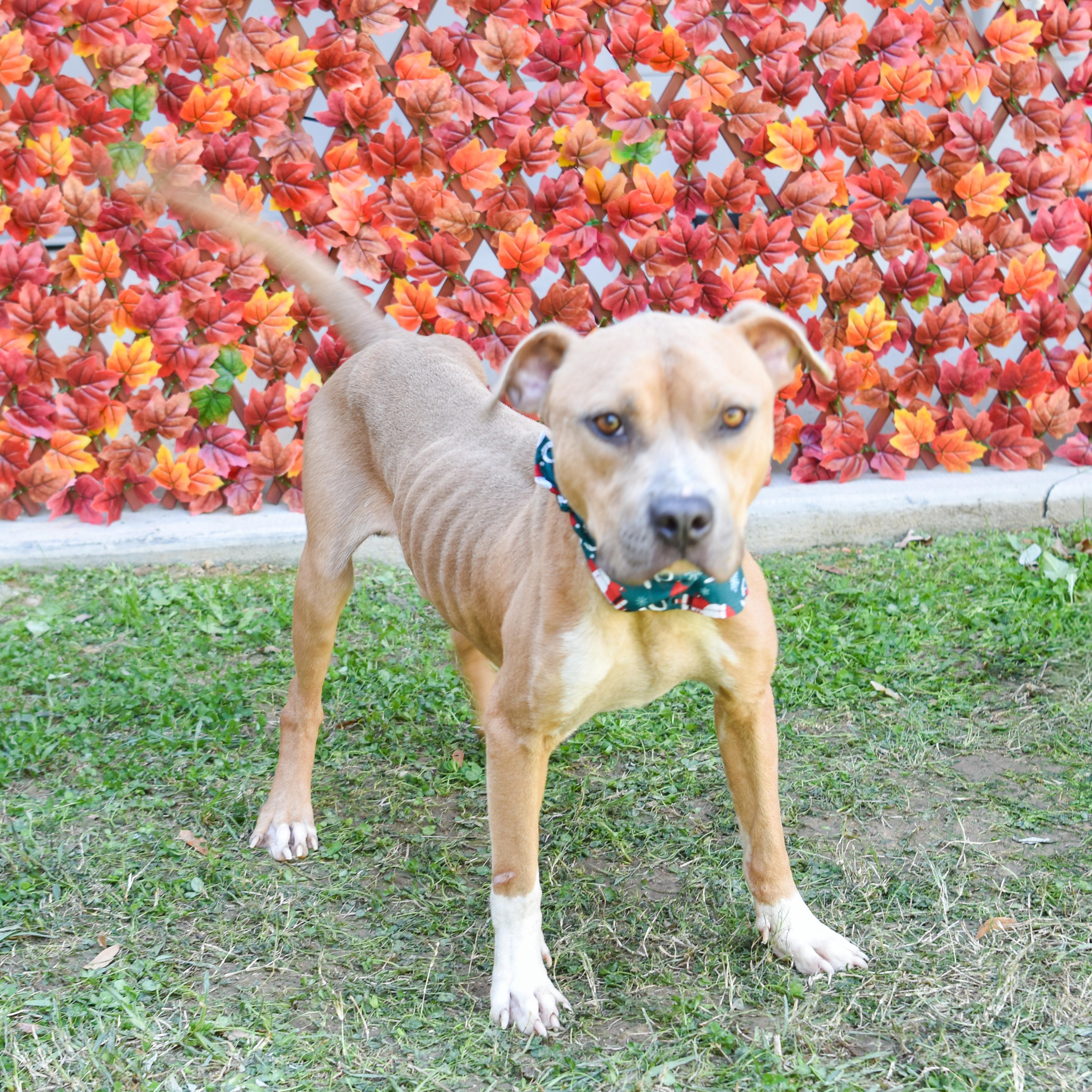 Butterbean, a ADOPTABLE mixed breed in Lancaster, SC image 5/6