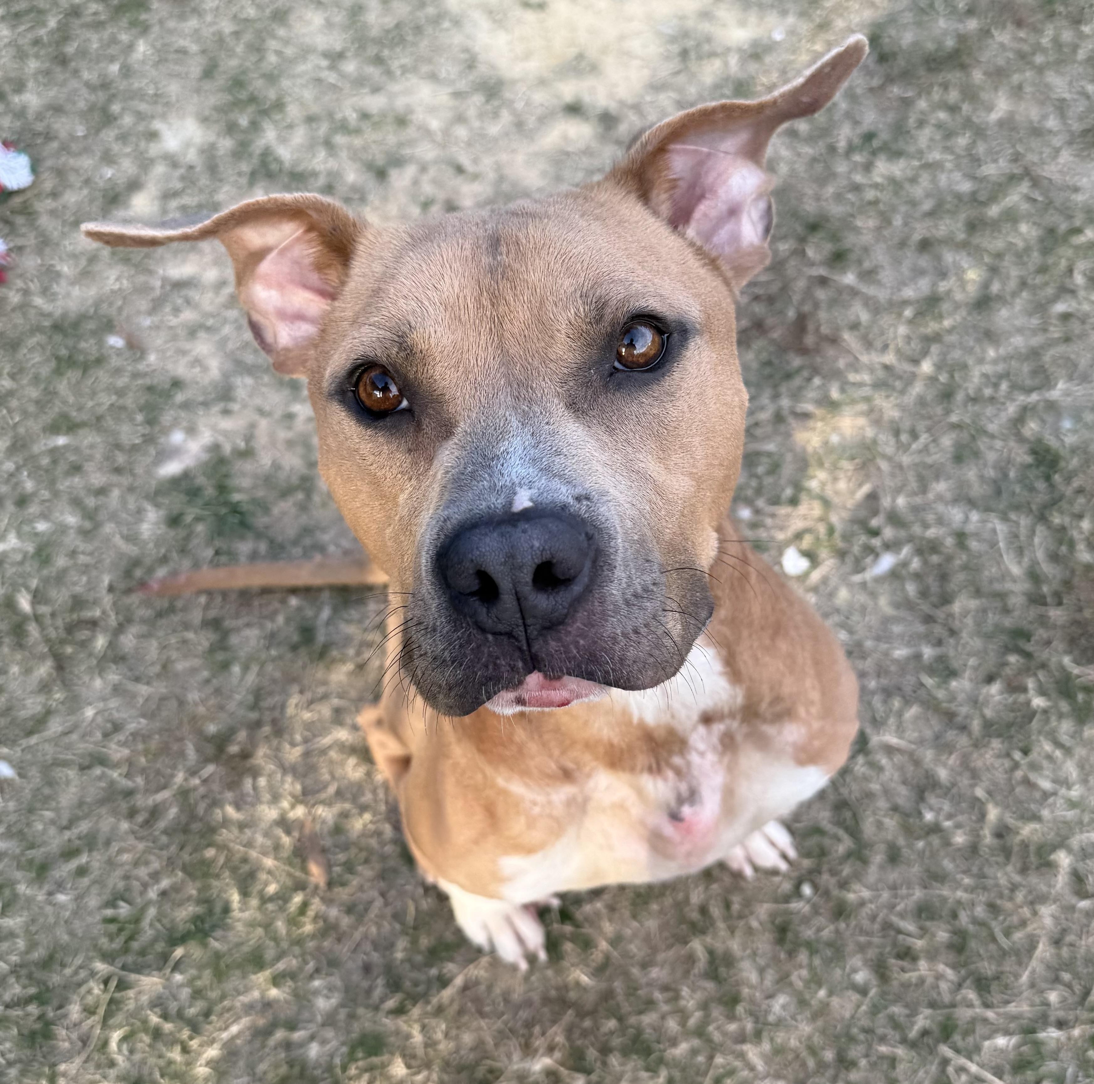 Butterbean, a ADOPTABLE mixed breed in Lancaster, SC image 6/6