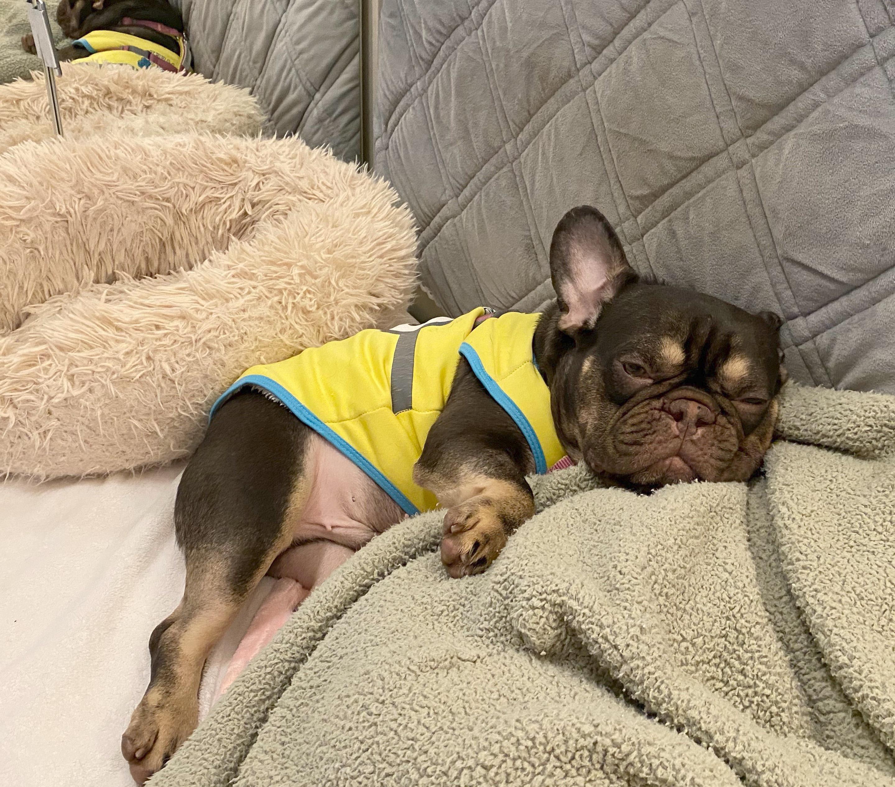 Enlarge Duke, a Adopted French Bulldog in Vancouver, BC image 1/6