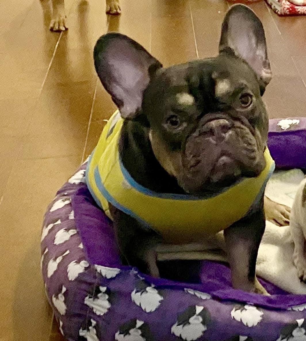 Enlarge Duke, a Adopted French Bulldog in Vancouver, BC image 2/6