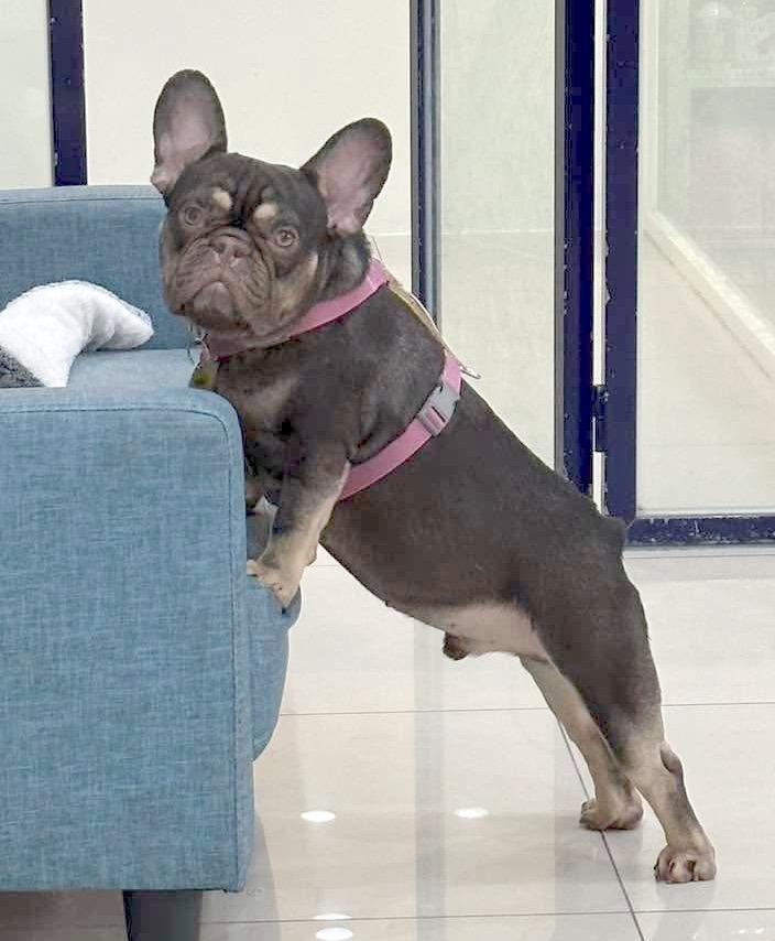 Enlarge Duke, a Adopted French Bulldog in Vancouver, BC image 3/6