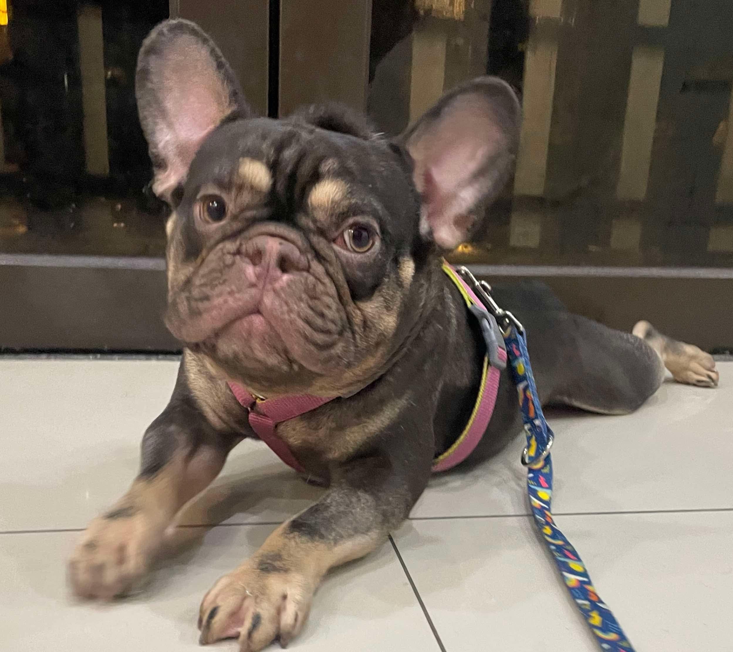 Enlarge Duke, a Adopted French Bulldog in Vancouver, BC image 5/6