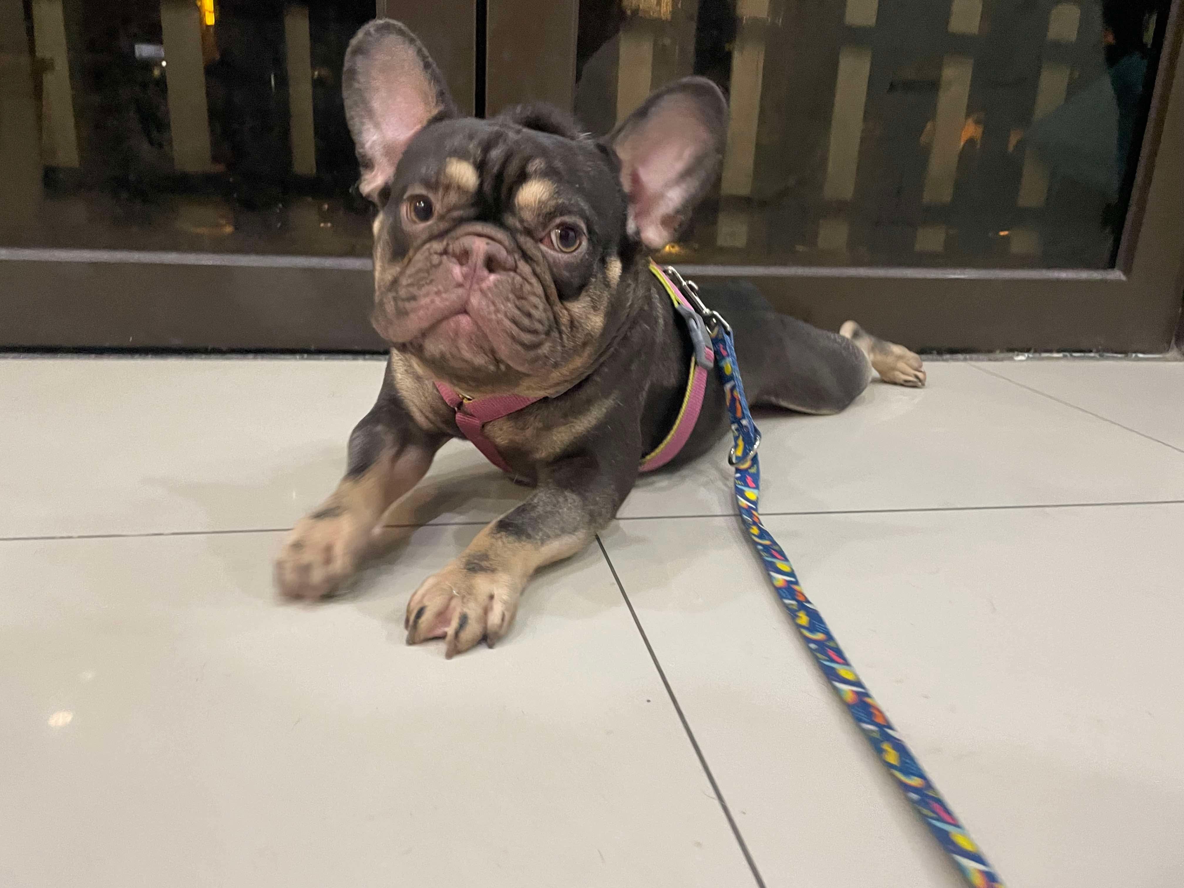 Enlarge Duke, a Adopted French Bulldog in Vancouver, BC image 6/6