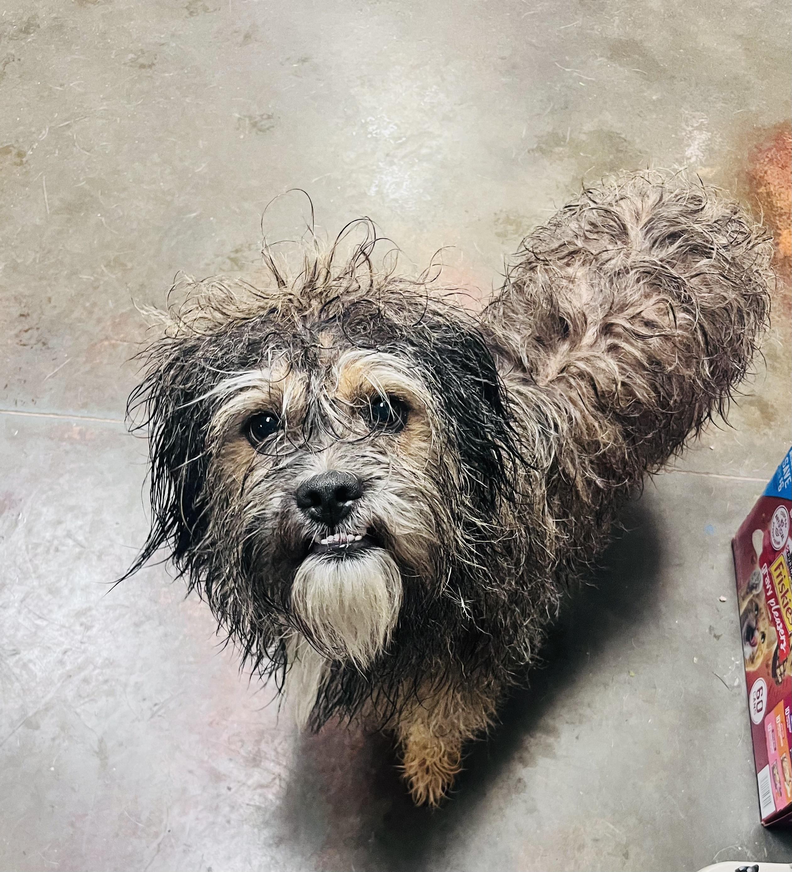 Ringo, ADOPTABLE, Adult Male Terrier & Shih Tzu.