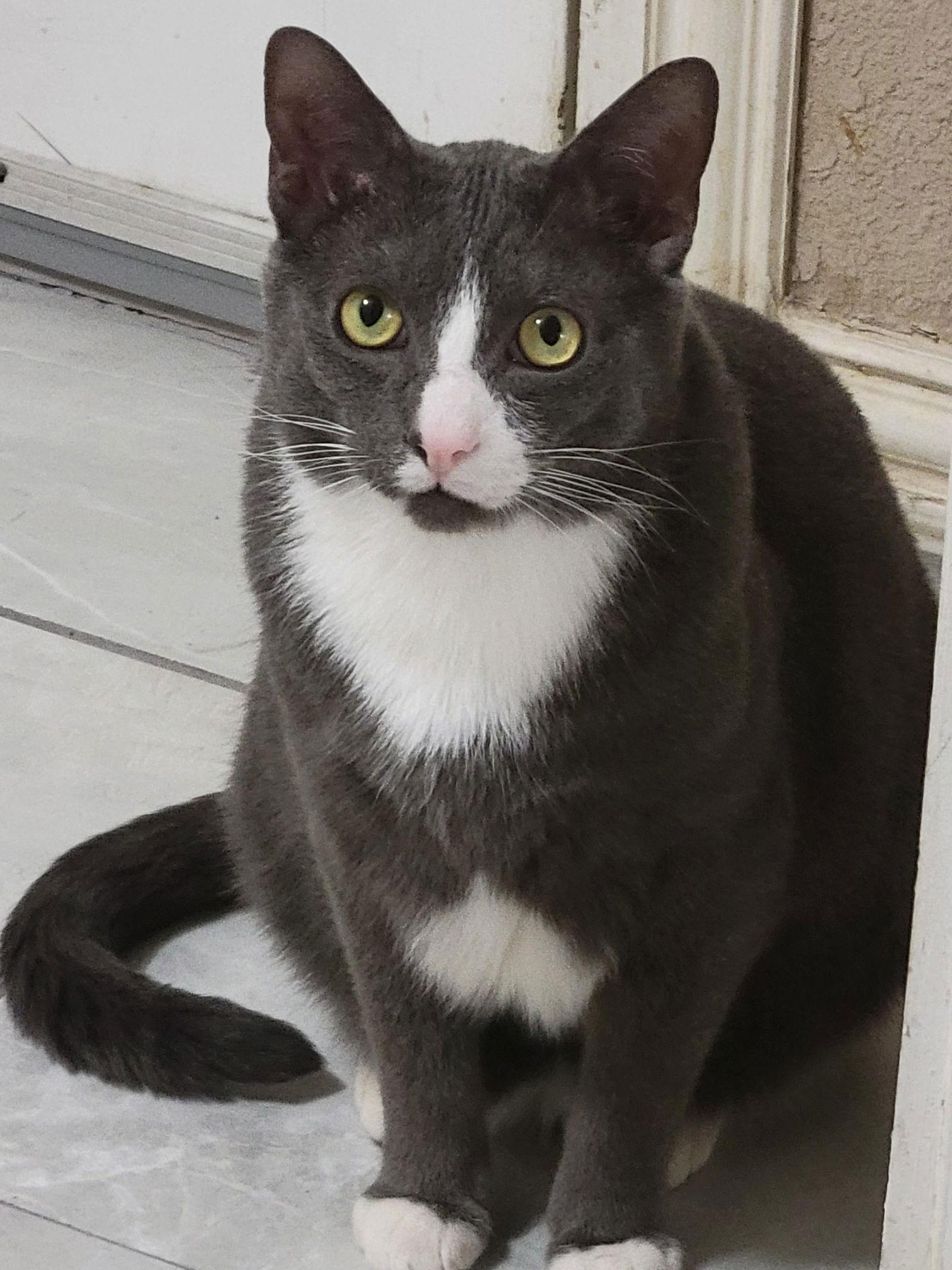 Ash., Adoptable, Adult Male Domestic Short Hair.