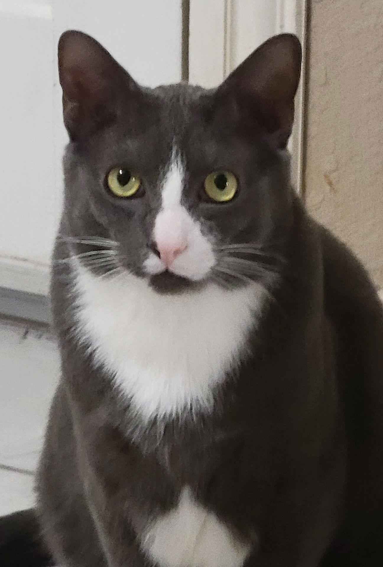 Enlarge Ash., a Adoptable Domestic Short Hair in Plano, TX image 2/3