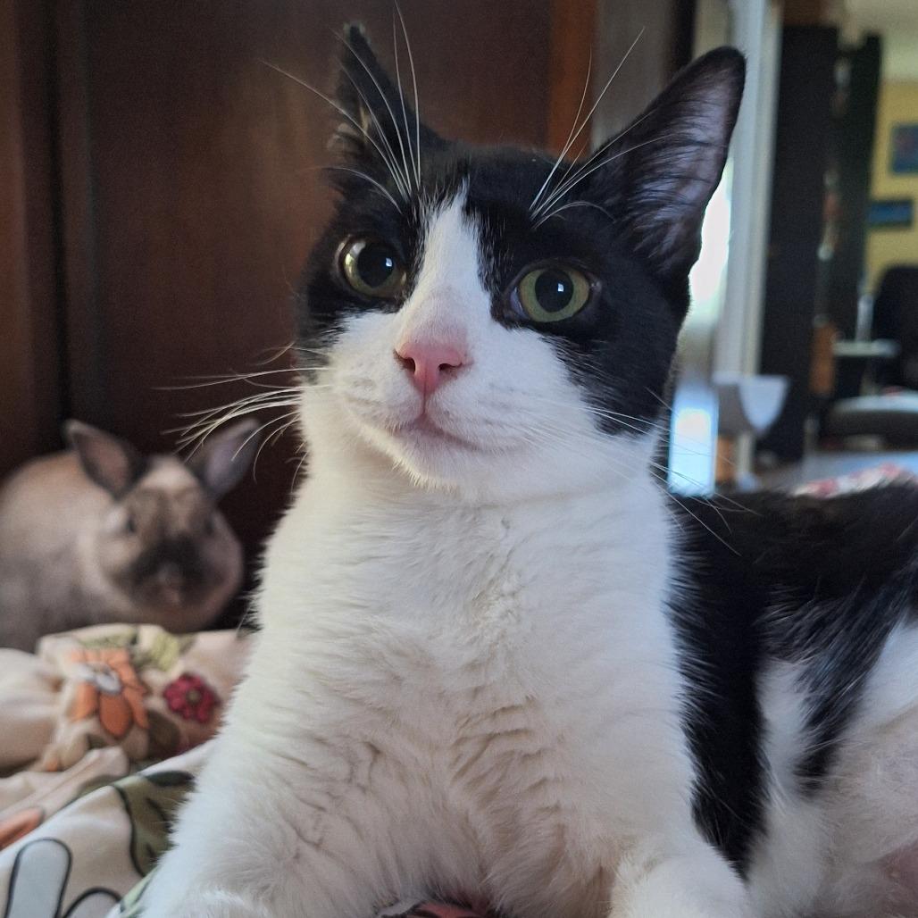 Orca Ainsley-HA, Adoptable, Young Female Domestic Short Hair.