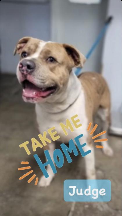 Judge, Adoptable, Young Male Mixed Breed.