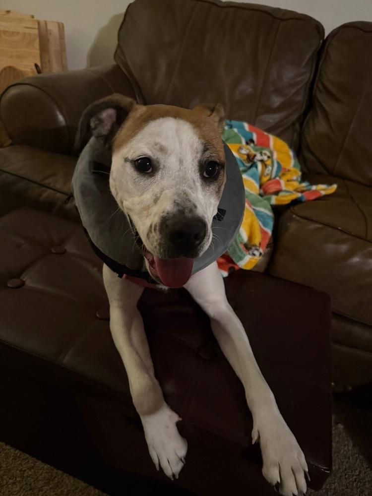 Lydia, Adoptable, Puppy Female Terrier.