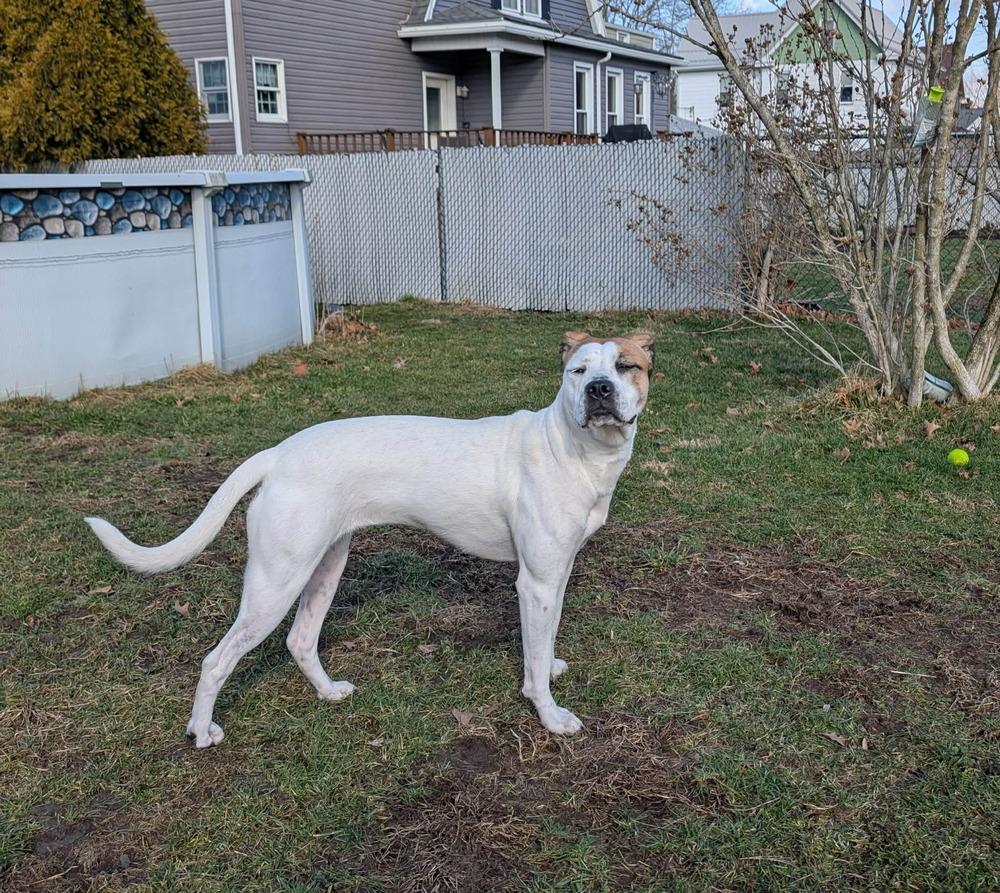 Lydia, Adoptable, Puppy Female Terrier.