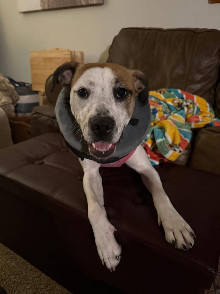 Enlarge Lydia, a Adoptable mixed breed in Irwin, PA image 2/5