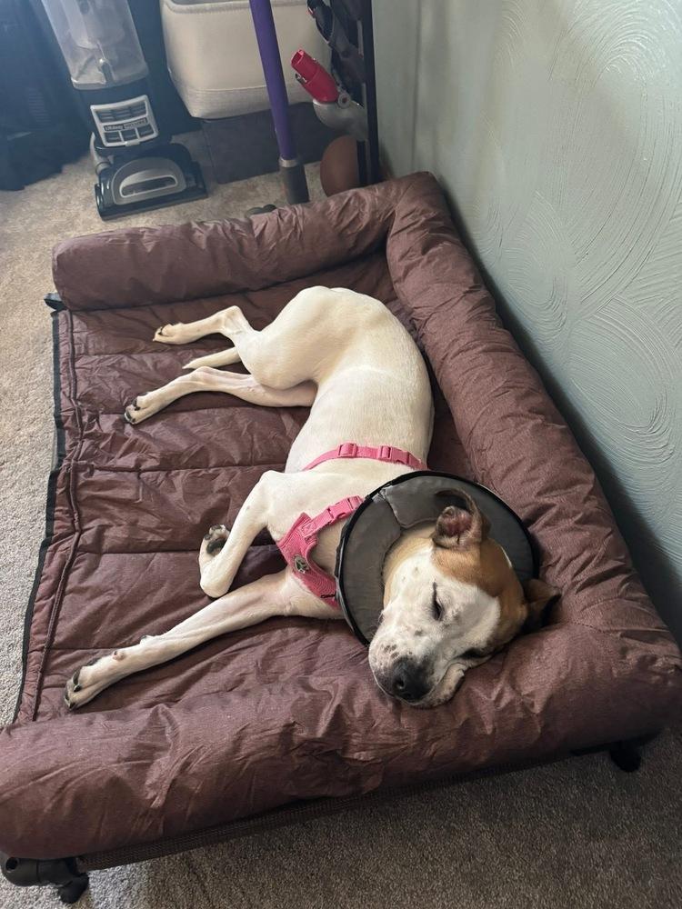 Enlarge Lydia, a Adoptable mixed breed in Irwin, PA image 4/5