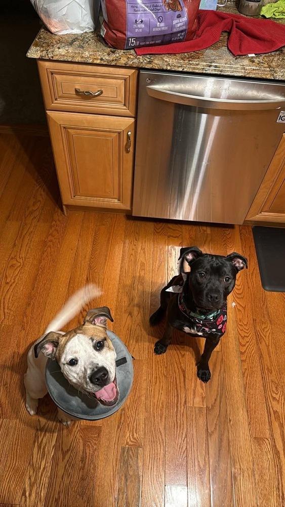 Enlarge Lydia, a Adoptable mixed breed in Irwin, PA image 5/5