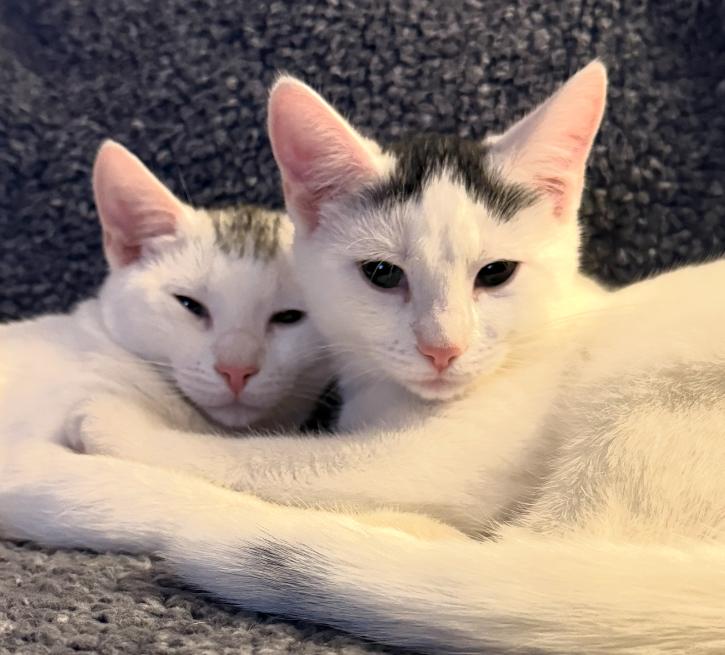 Enlarge Romeo & Juliet, a Adoptable American Shorthair in Braintree, MA image 1/6