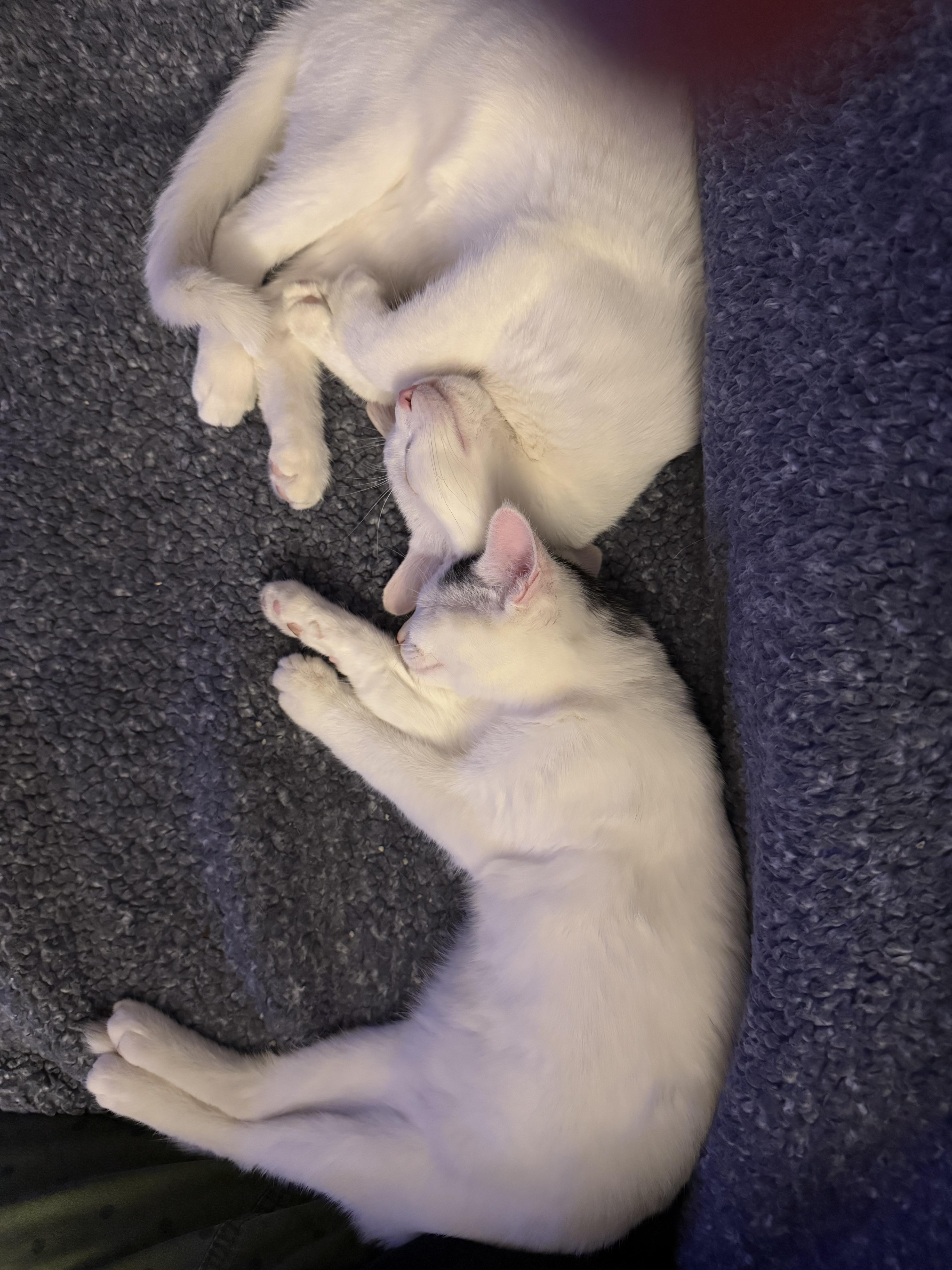 Enlarge Romeo & Juliet, a Adoptable American Shorthair in Braintree, MA image 2/6