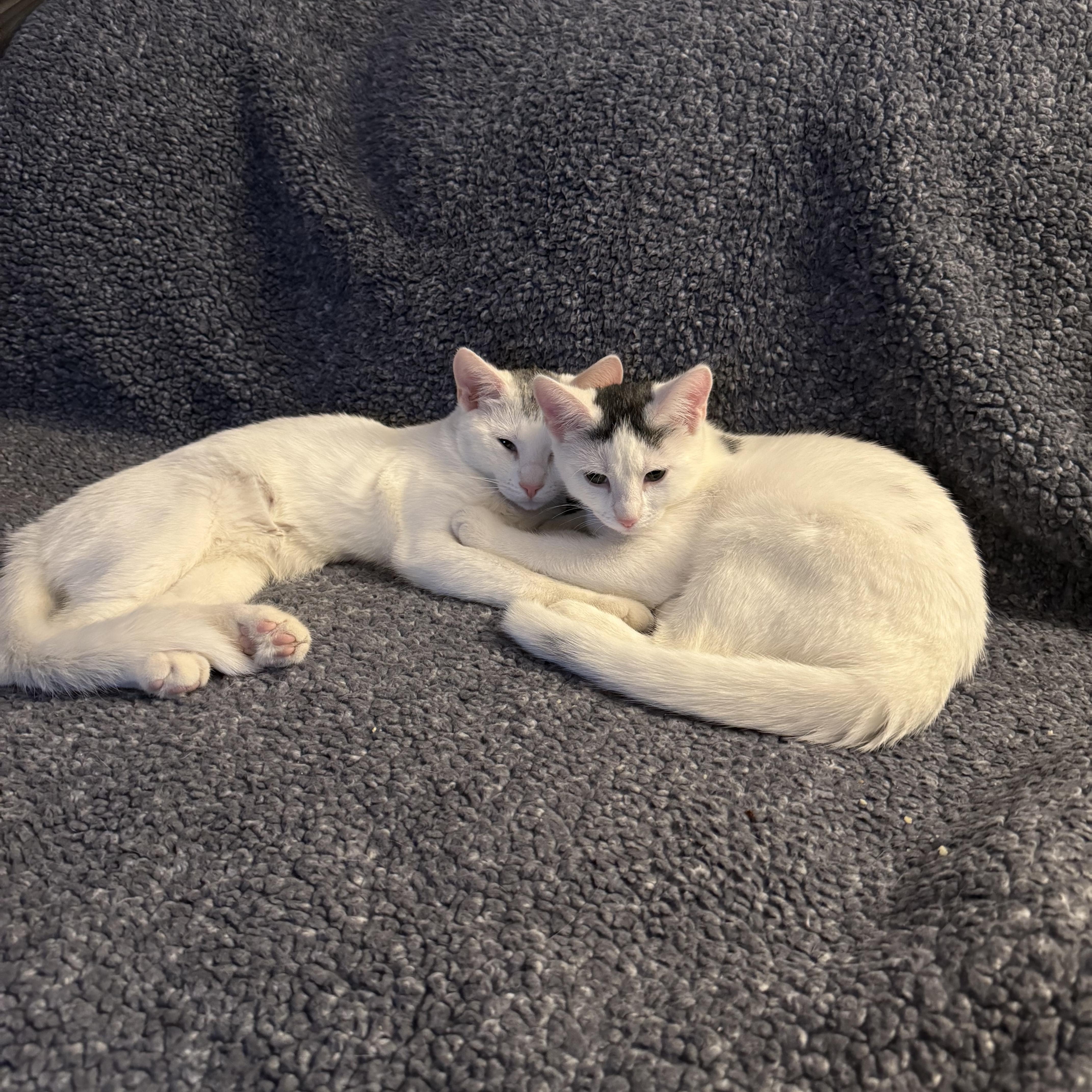 Enlarge Romeo & Juliet, a Adoptable American Shorthair in Braintree, MA image 3/6