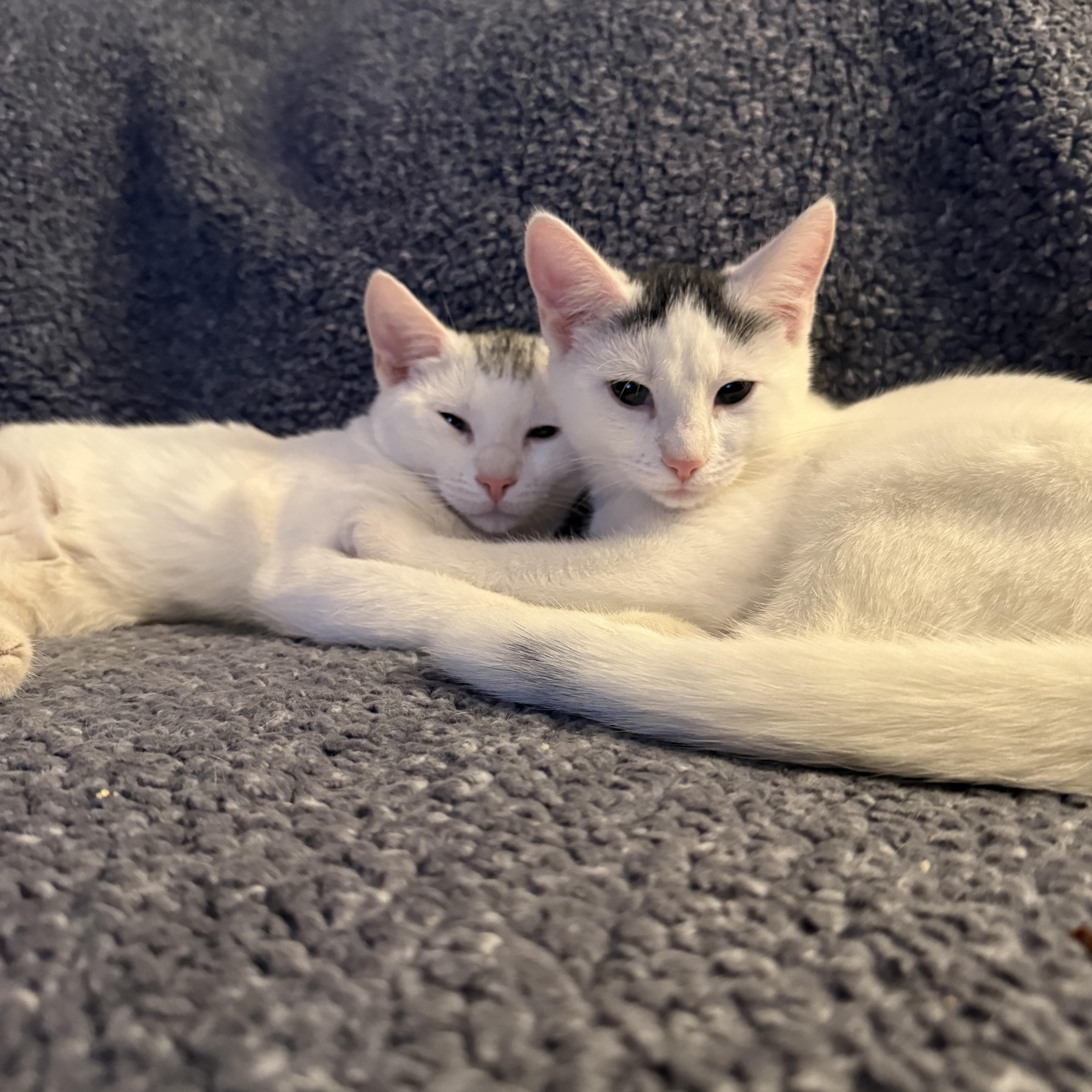 Enlarge Romeo & Juliet, a Adoptable American Shorthair in Braintree, MA image 5/6