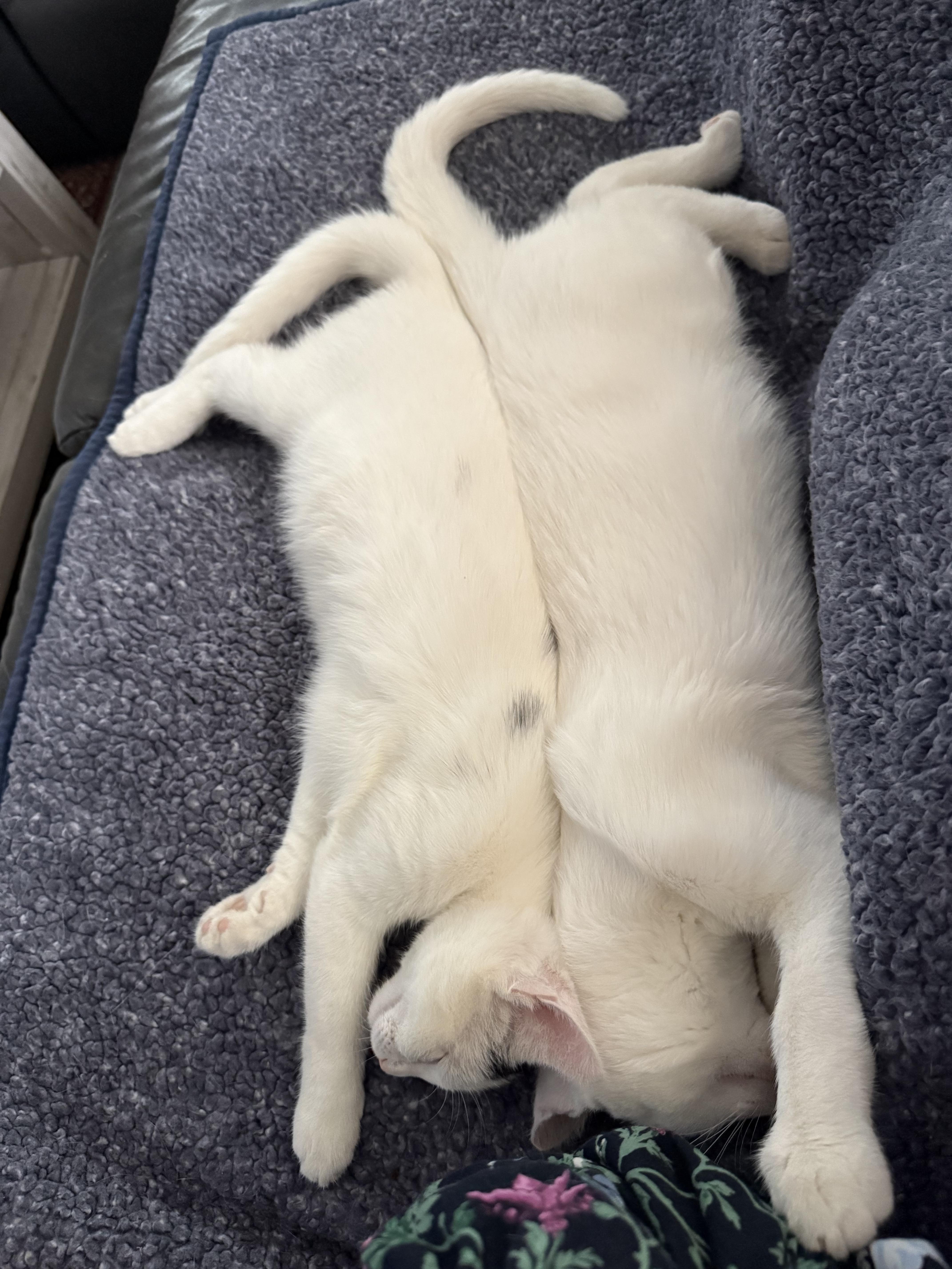 Enlarge Romeo & Juliet, a Adoptable American Shorthair in Braintree, MA image 4/6