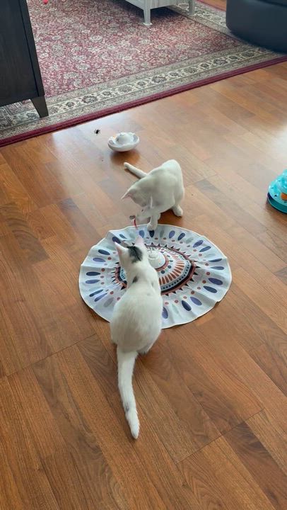 Enlarge Romeo & Juliet, a Adoptable American Shorthair in Braintree, MA video 6/6