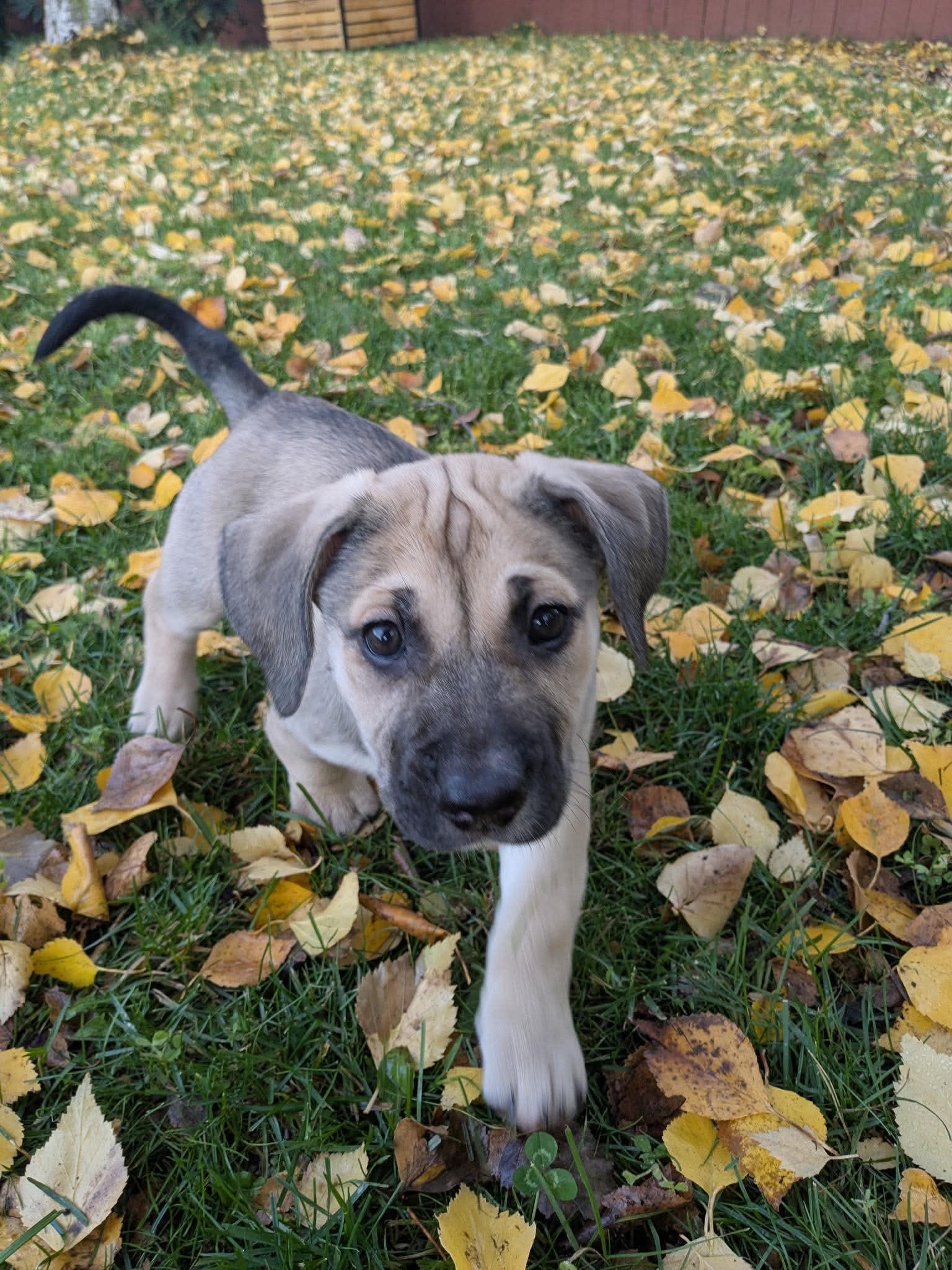 Jan, Adoptable, Puppy Female Beagle & Staffordshire Bull Terrier.