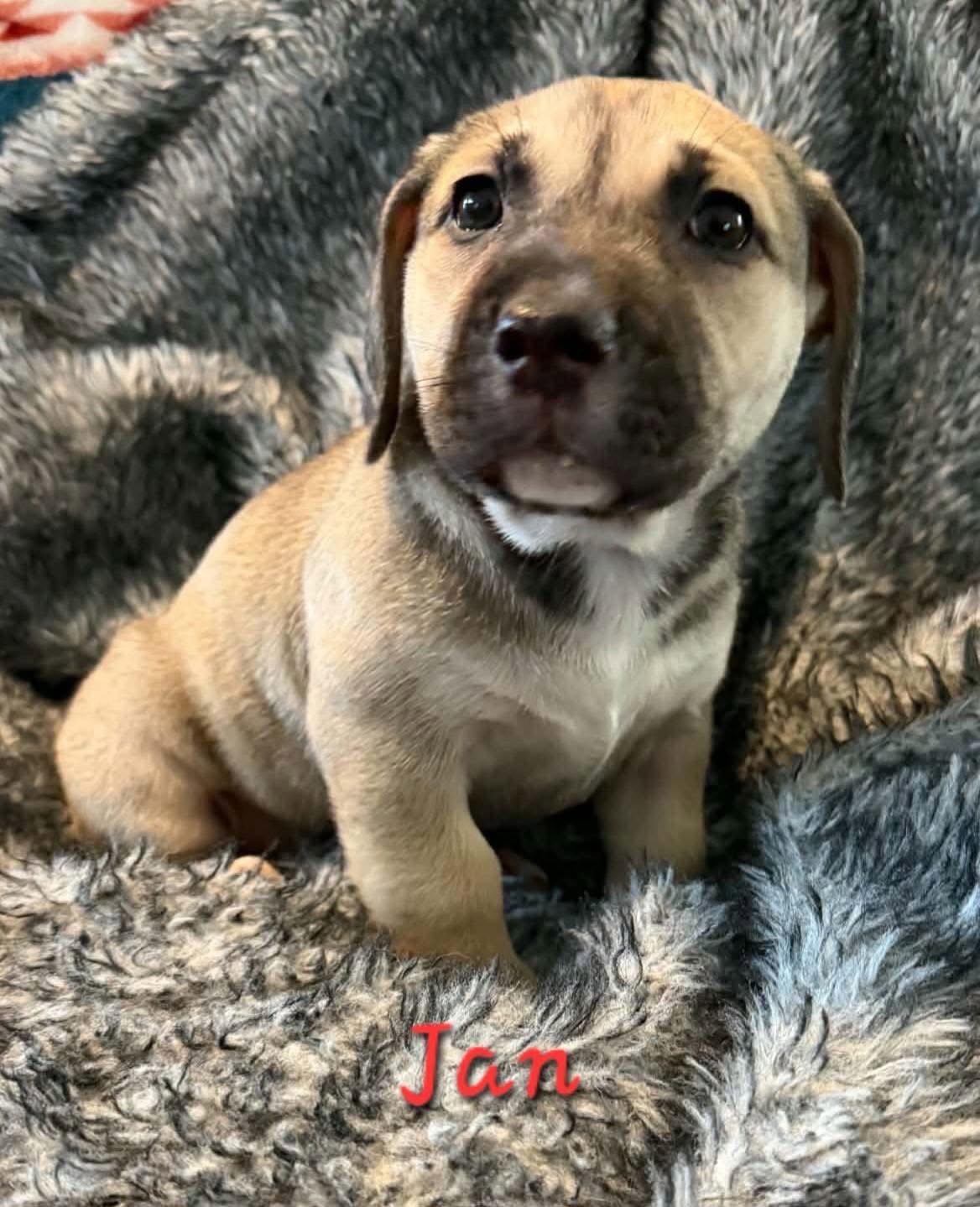 Enlarge Jan, a Adoptable mixed breed in Anchorage, AK image 3/3
