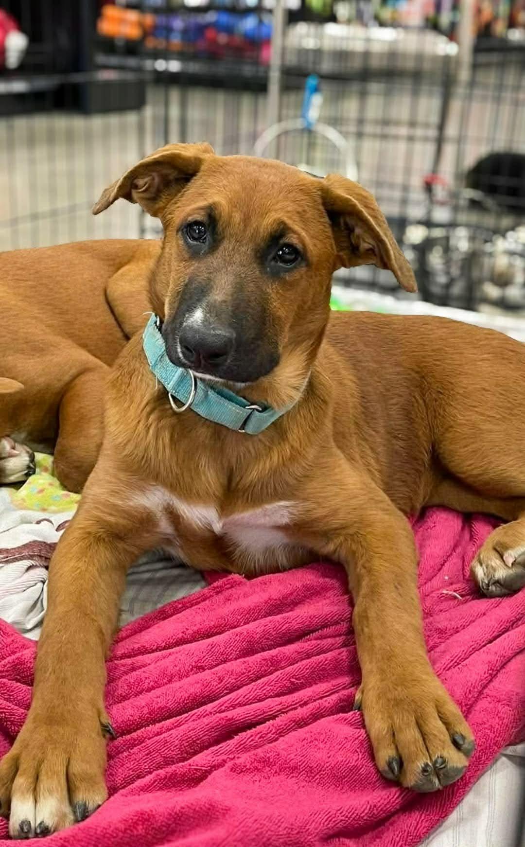 Enlarge Shuffle, a Adoptable mixed breed in Temecula, CA image 1/1
