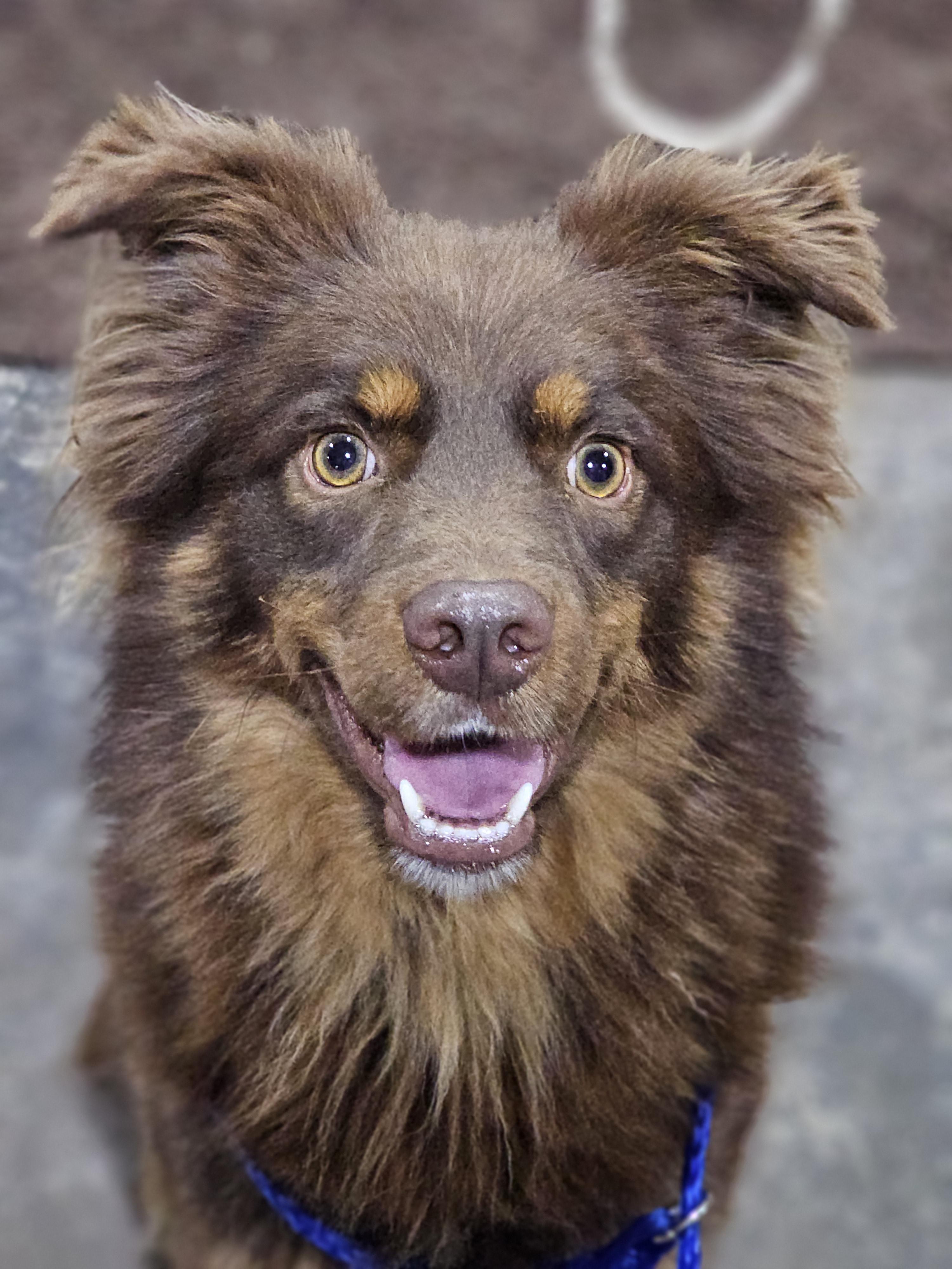 Enlarge Finn Springfield , a Adoptable mixed breed in Springfield , IL image 5/6