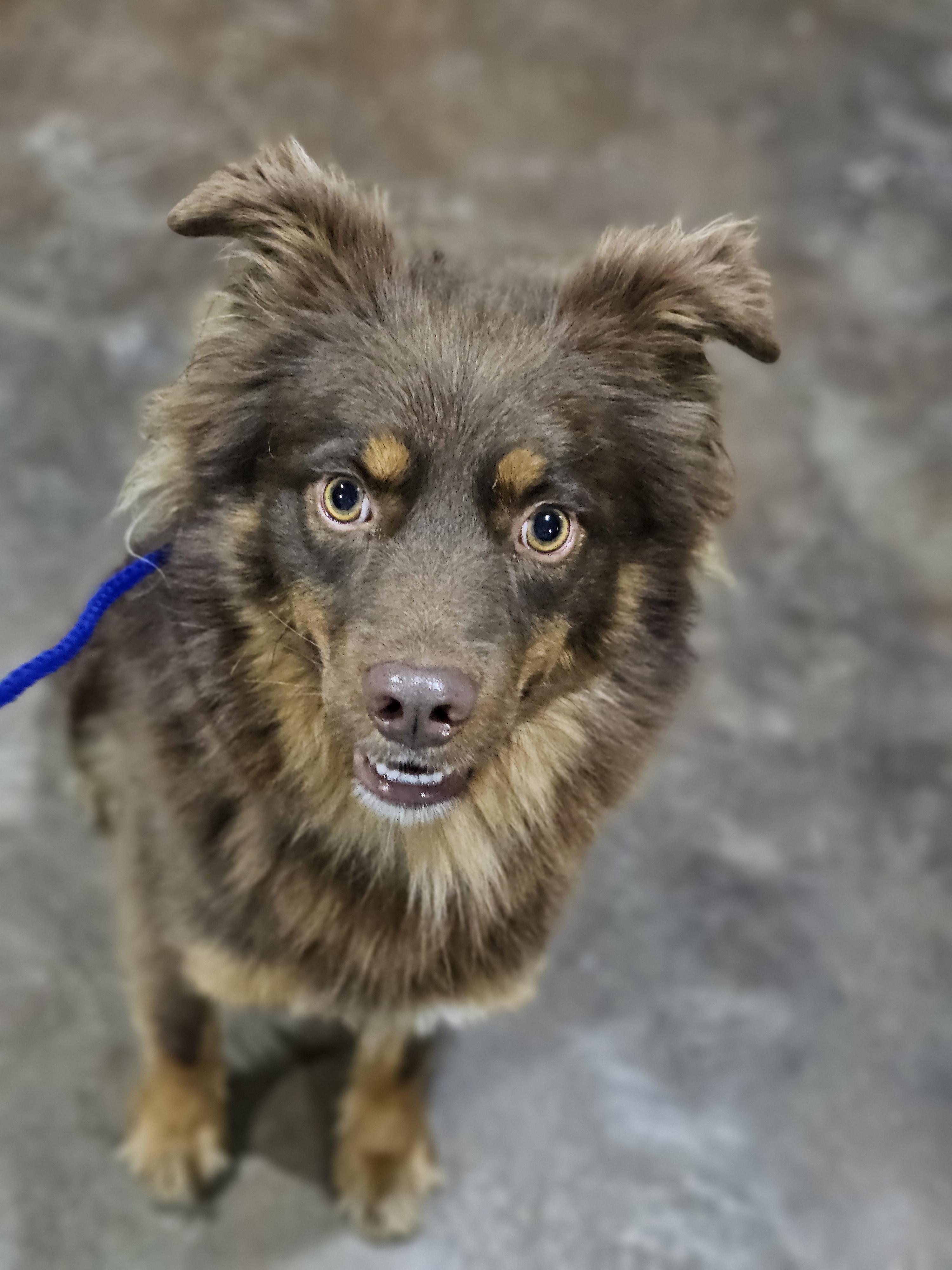 Enlarge Finn Springfield , a Adoptable mixed breed in Springfield , IL image 1/6