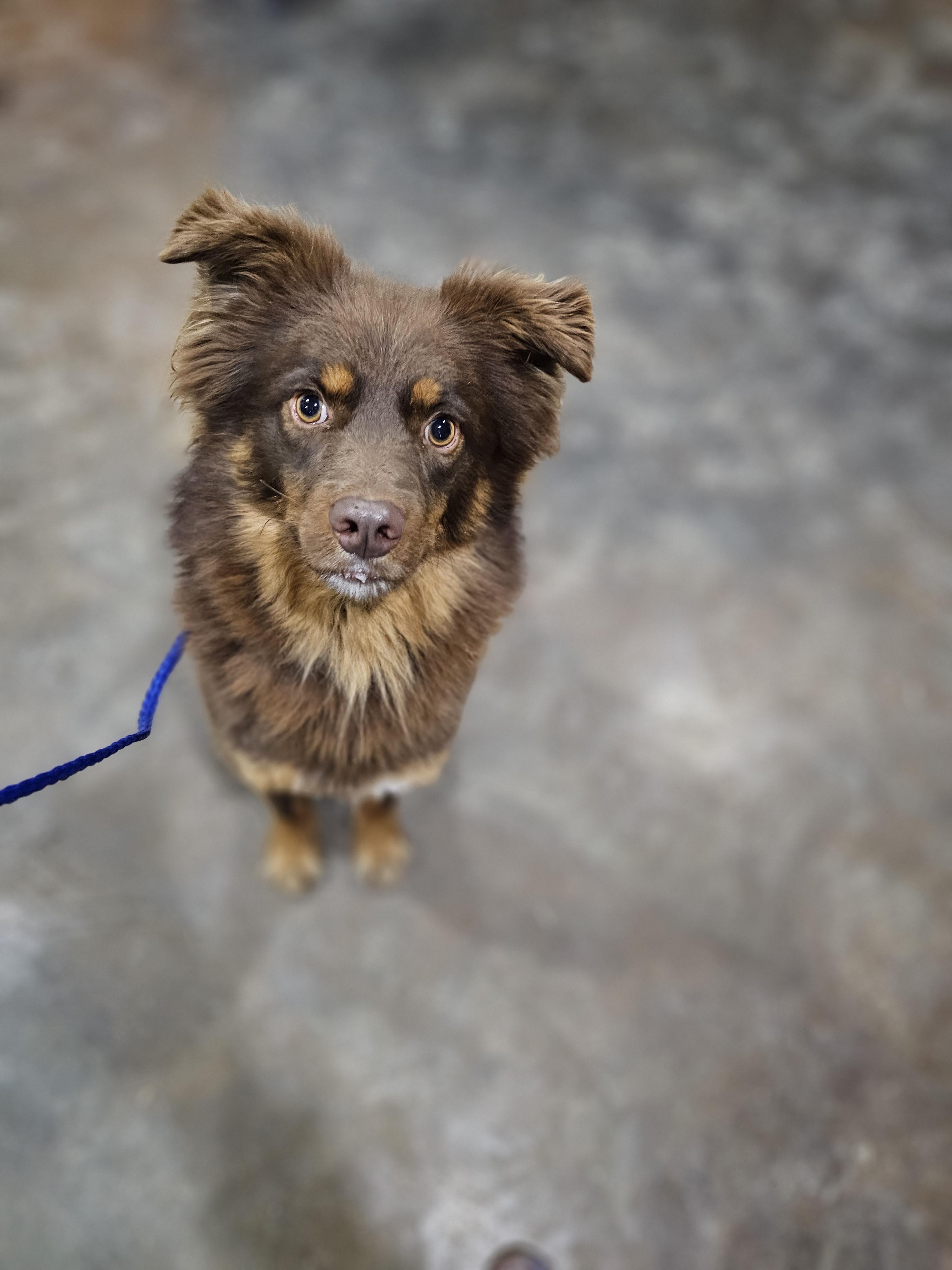 Enlarge Finn Springfield , a Adoptable mixed breed in Springfield , IL image 6/6