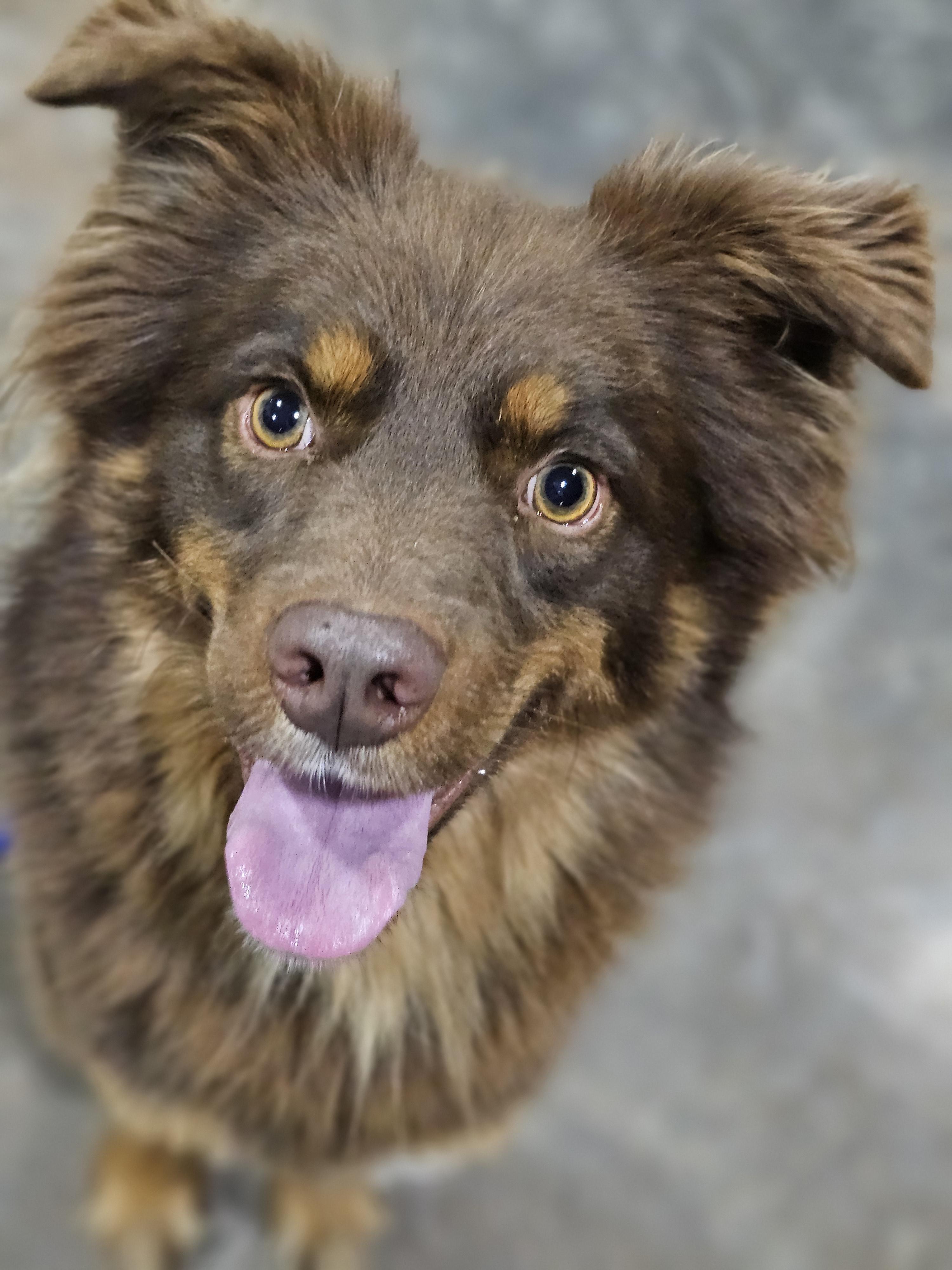 Enlarge Finn Springfield , a Adoptable mixed breed in Springfield , IL image 3/6