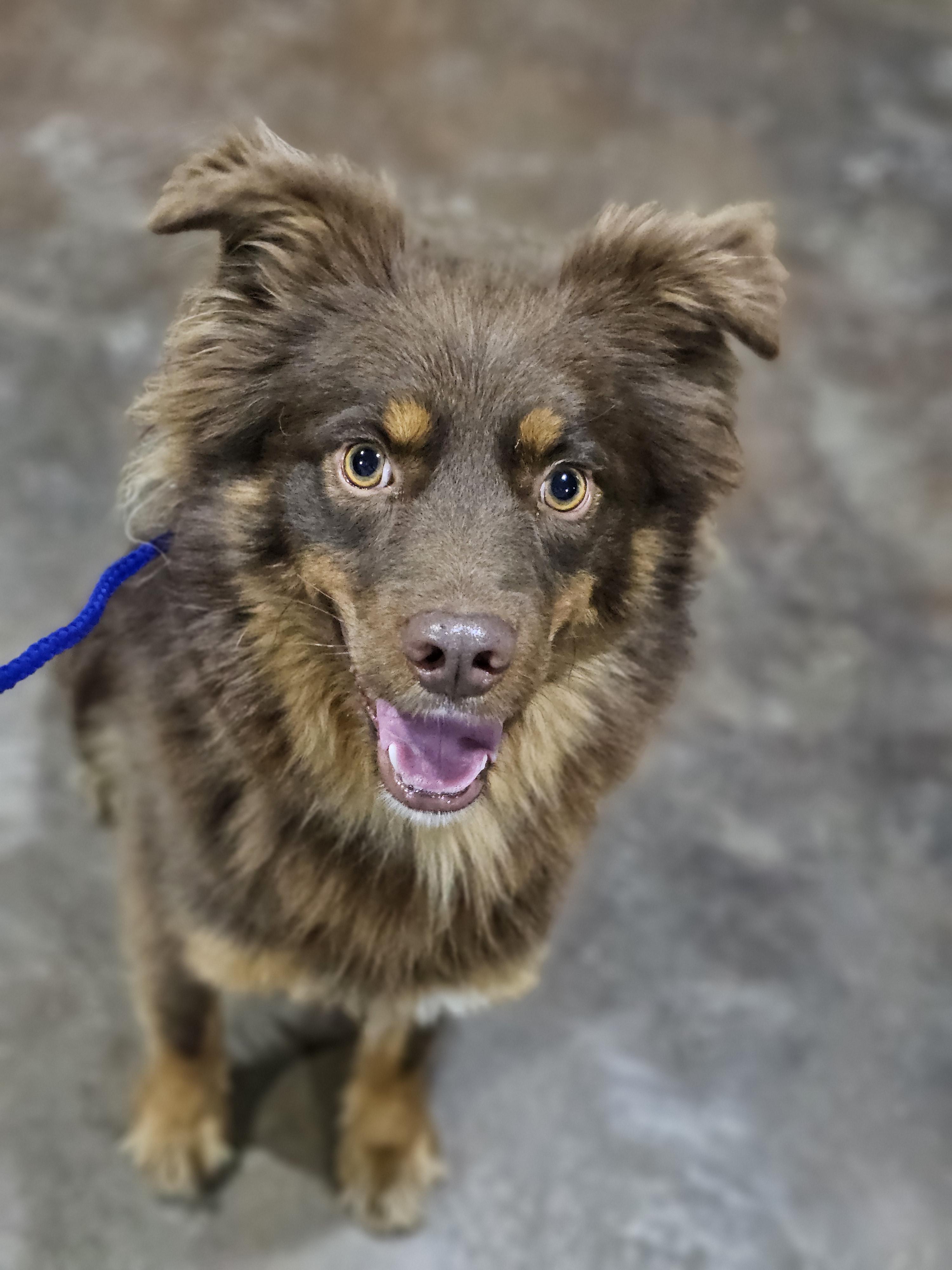 Enlarge Finn Springfield , a Adoptable mixed breed in Springfield , IL image 4/6