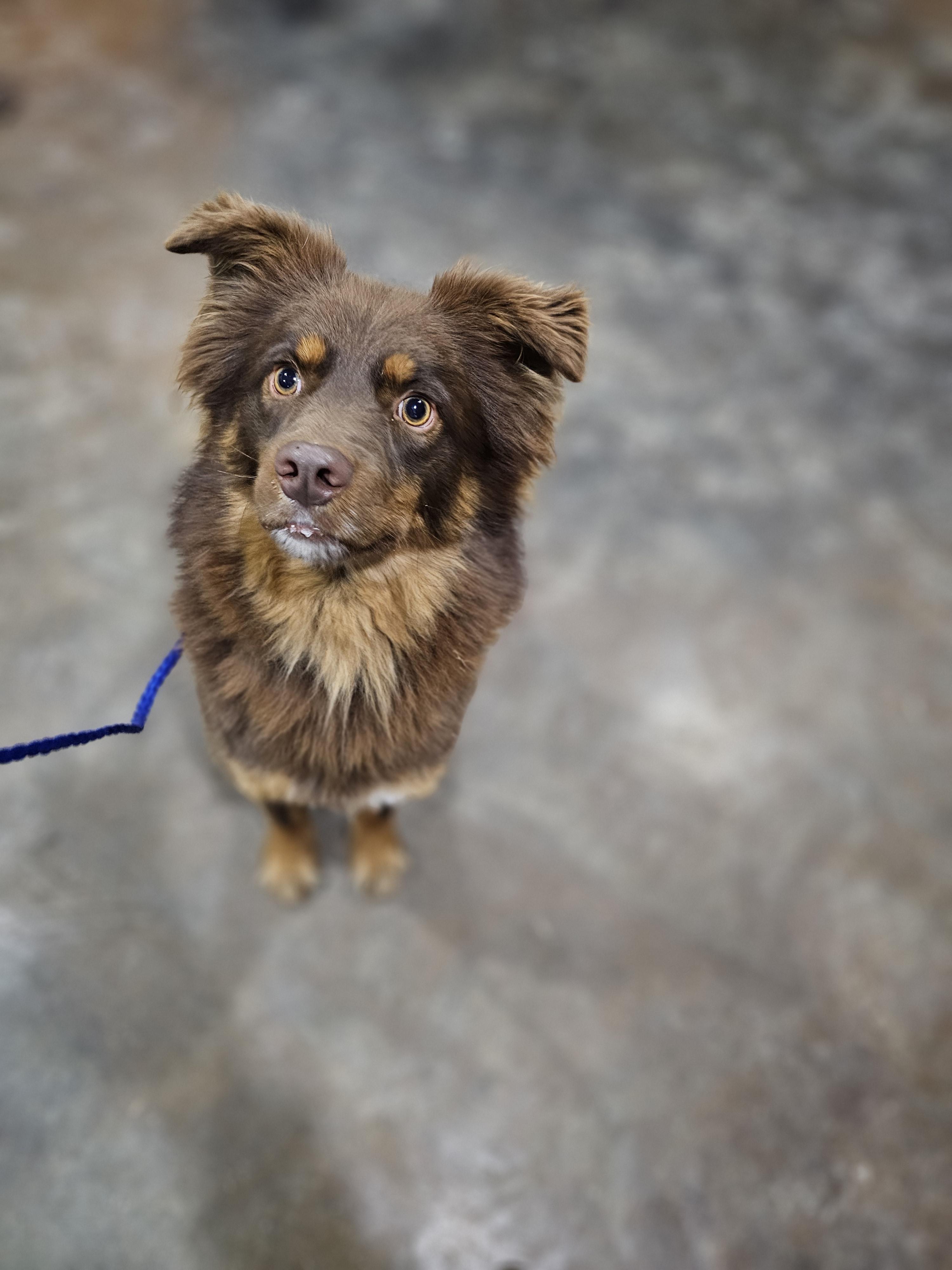 Enlarge Finn Springfield , a Adoptable mixed breed in Springfield , IL image 2/6