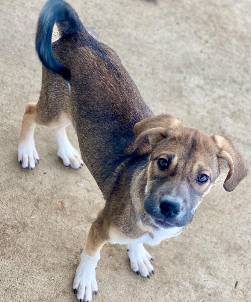 Rowan, Adoptable, Puppy Male Great Pyrenees & Mixed Breed.